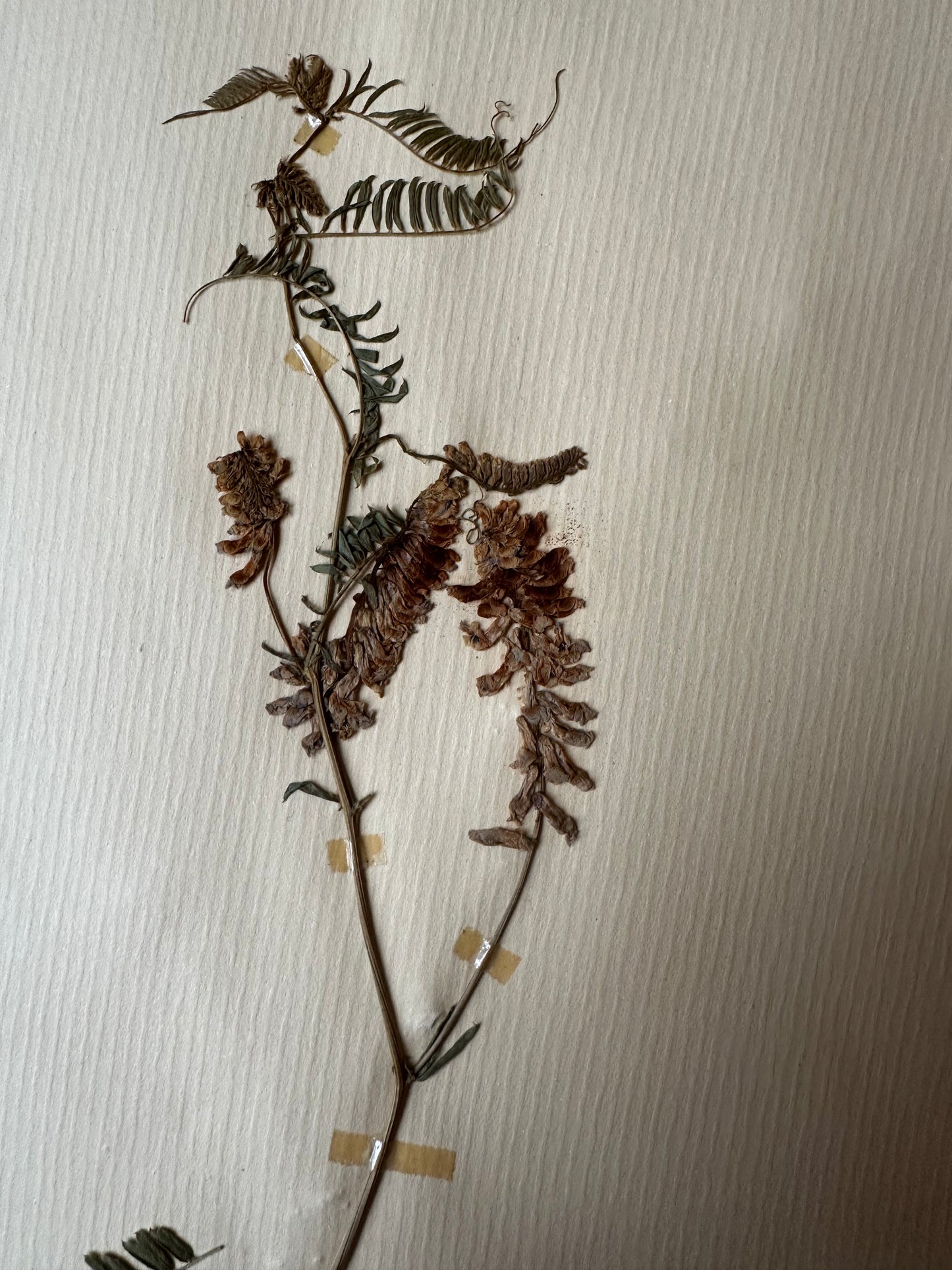 Herbier