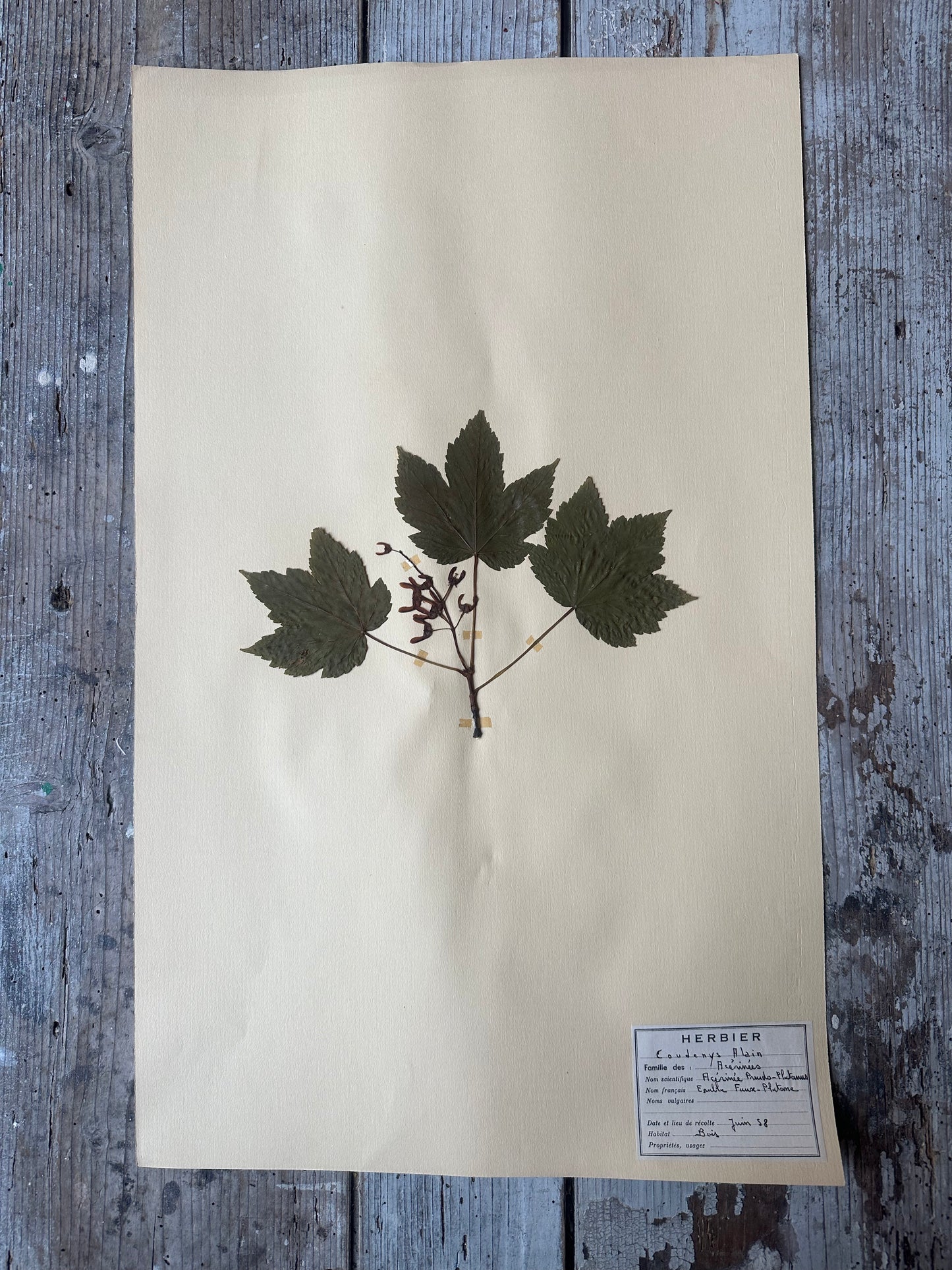 Herbier