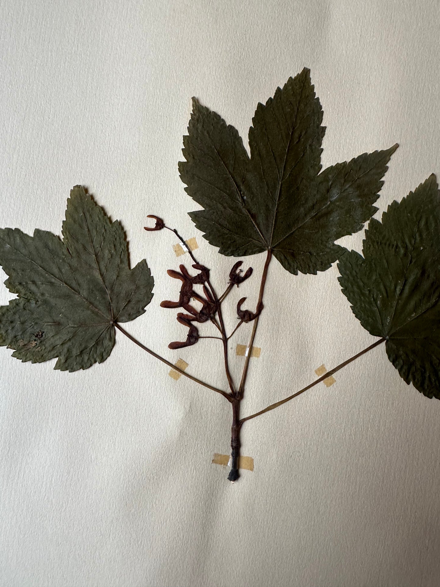 Herbier