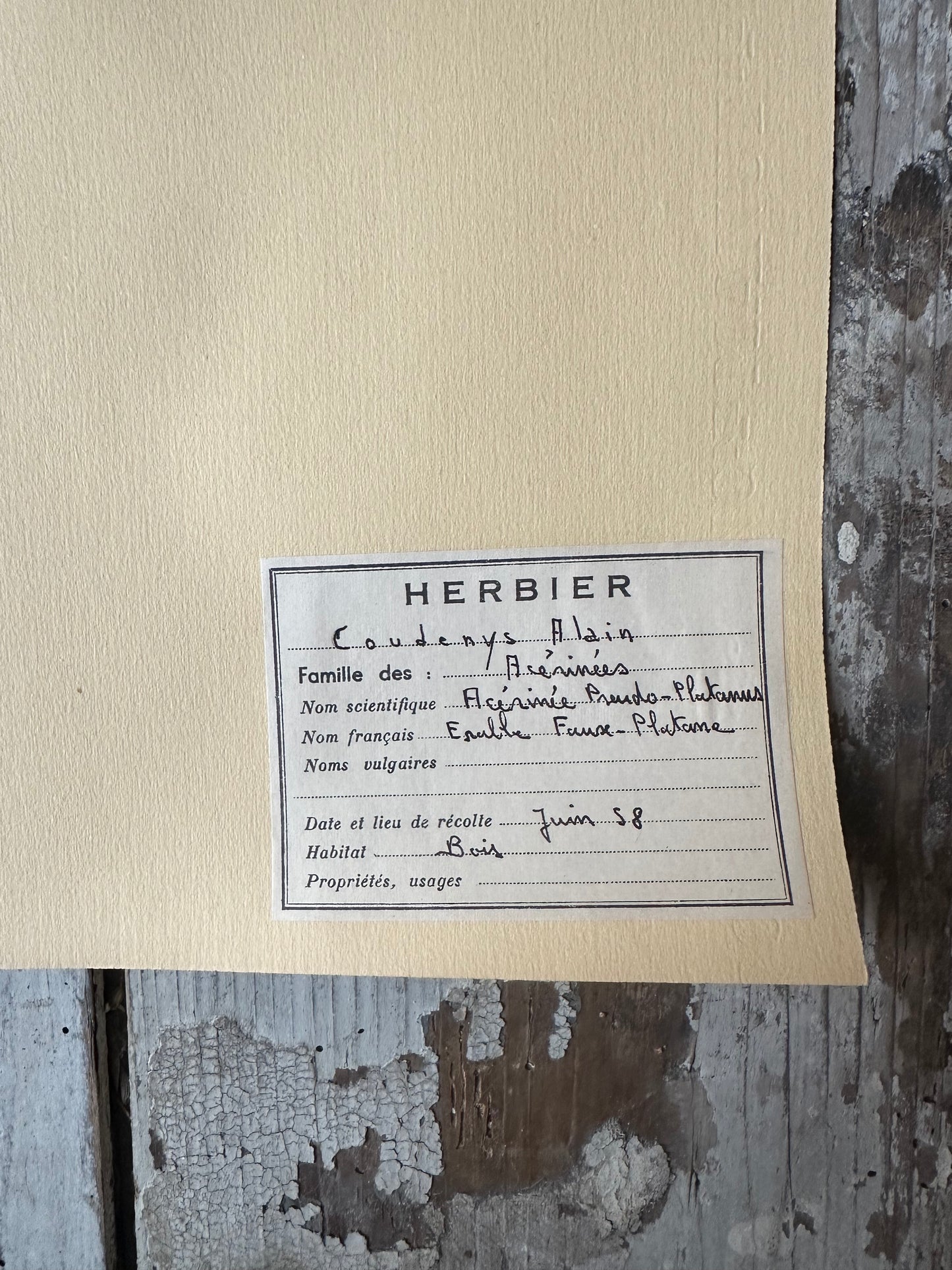 Herbier