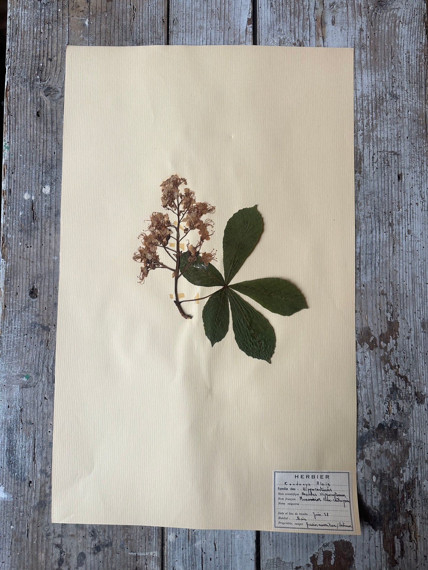 Herbier