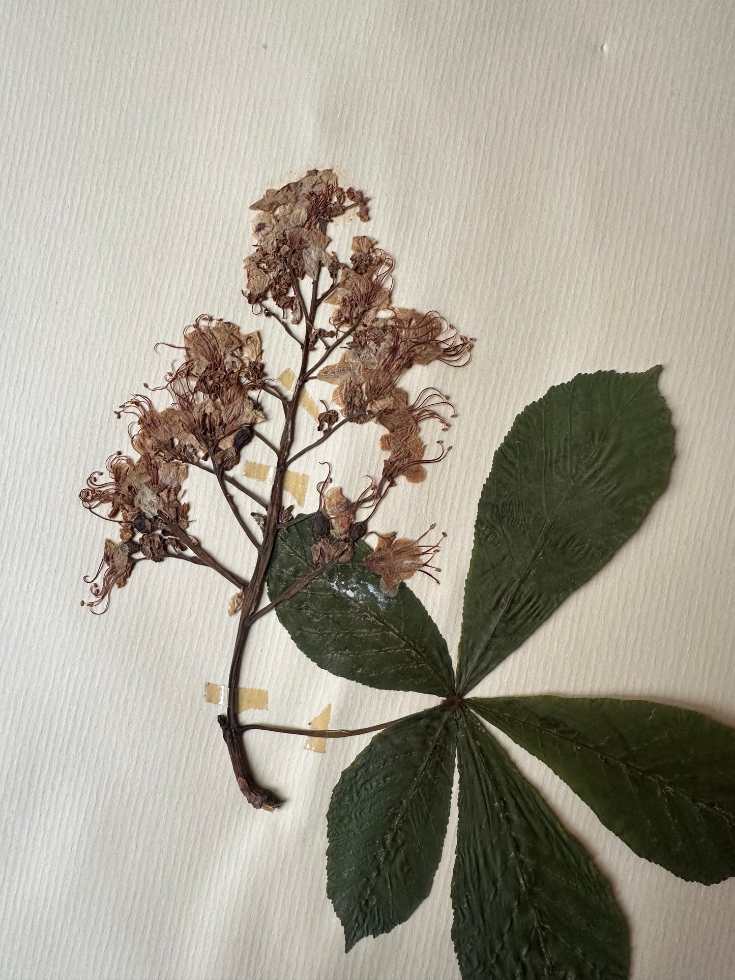 Herbier