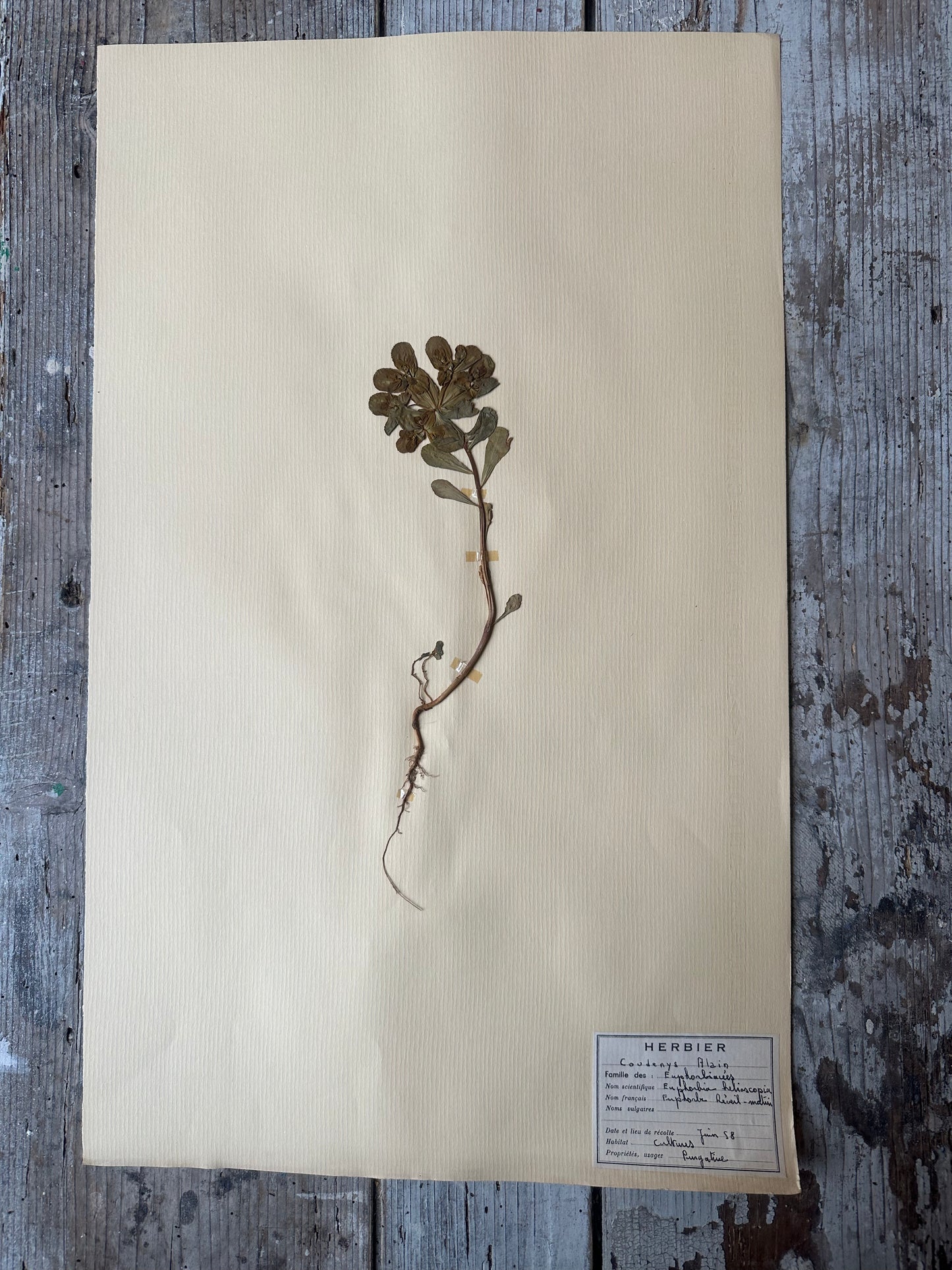 Herbier