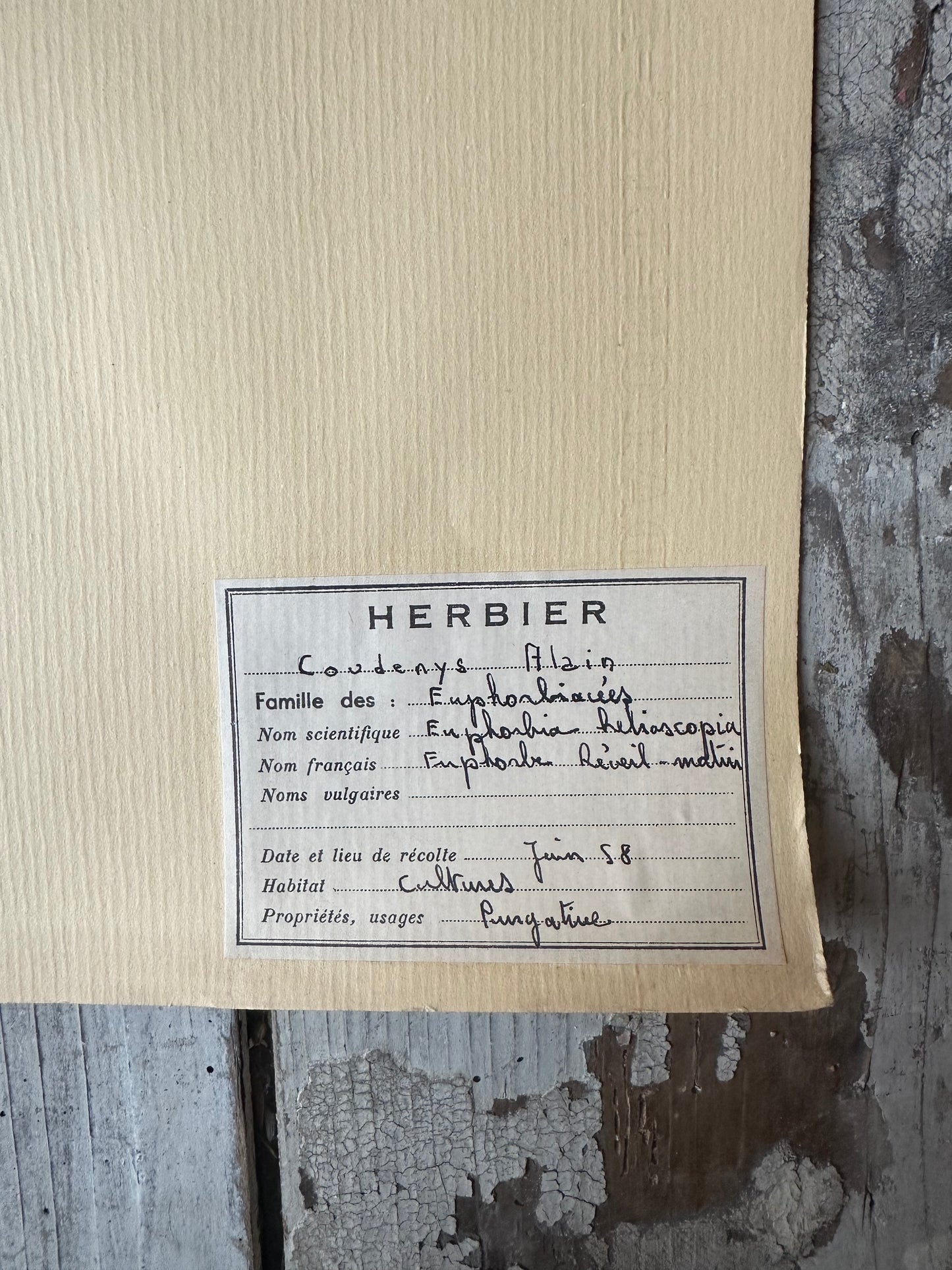 Herbier