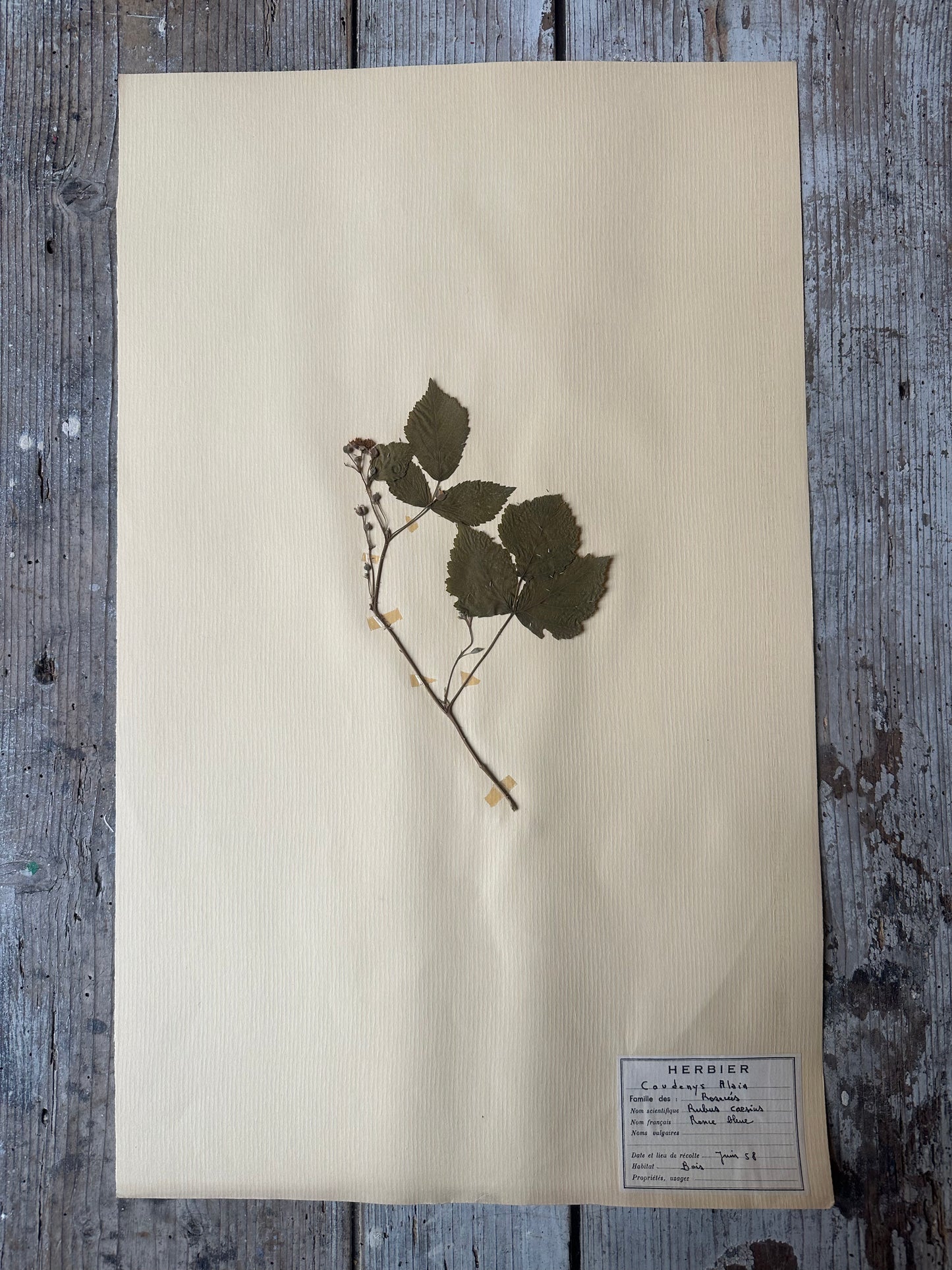 Herbier
