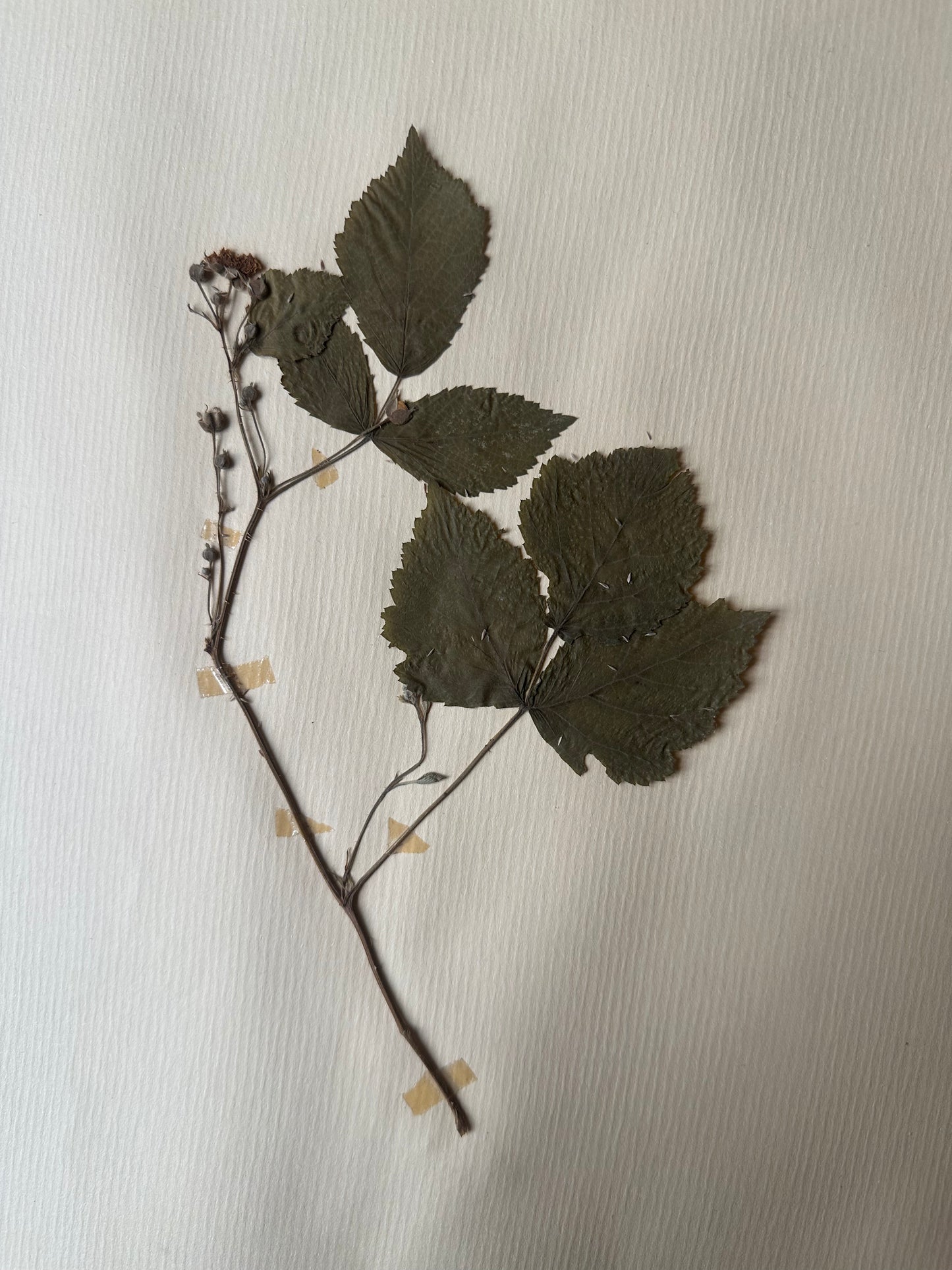 Herbier