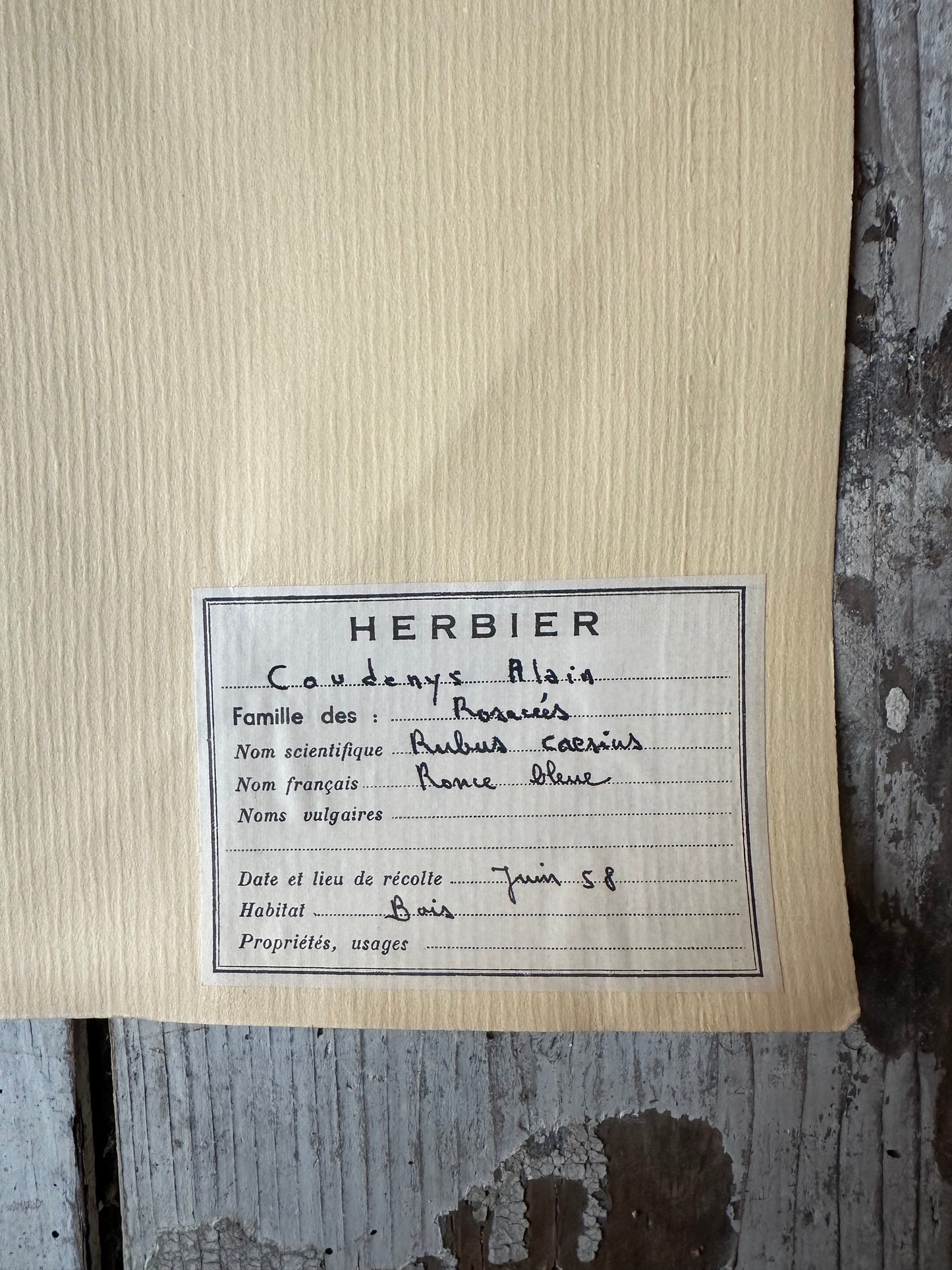 Herbier