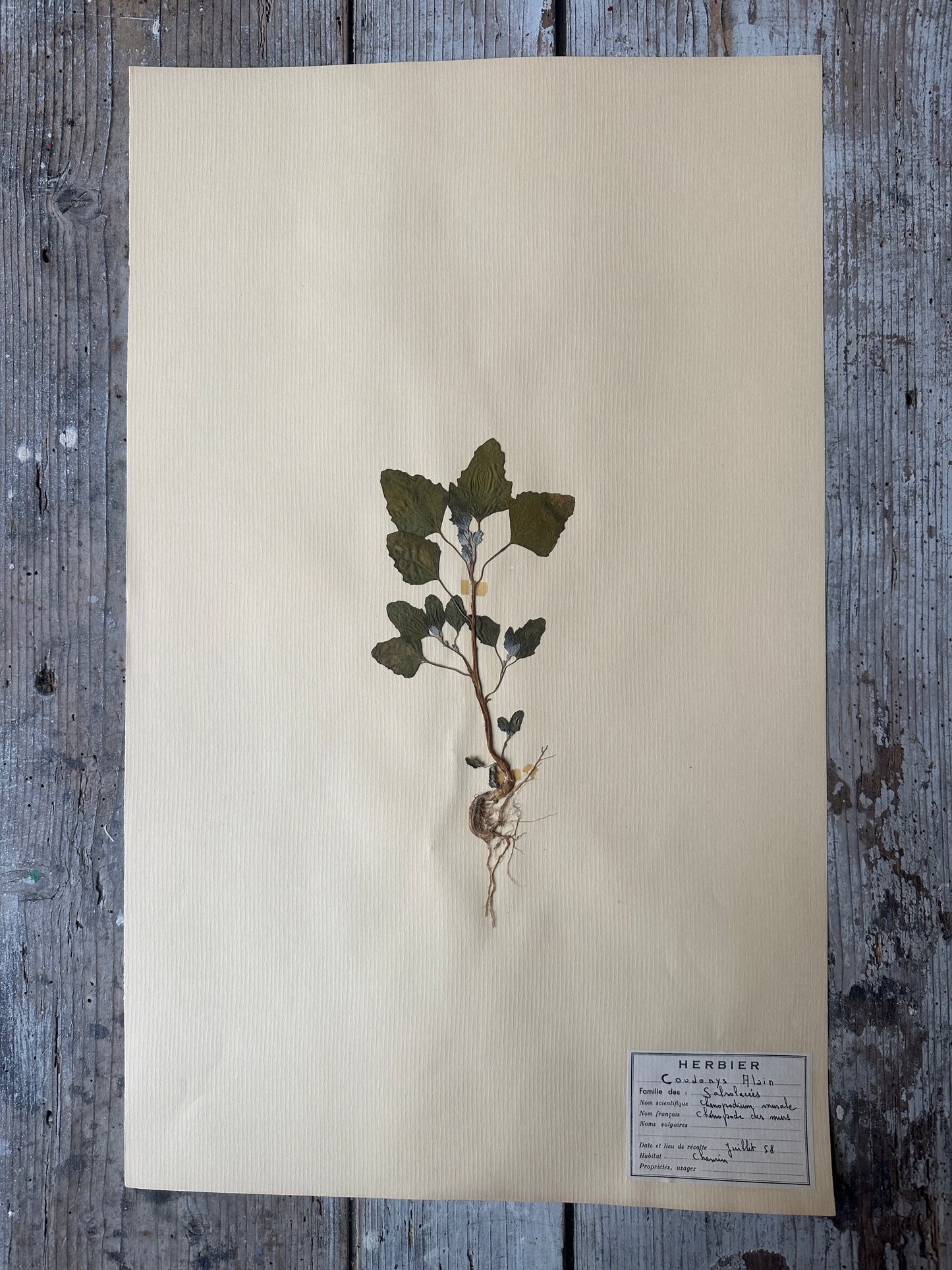 Herbier