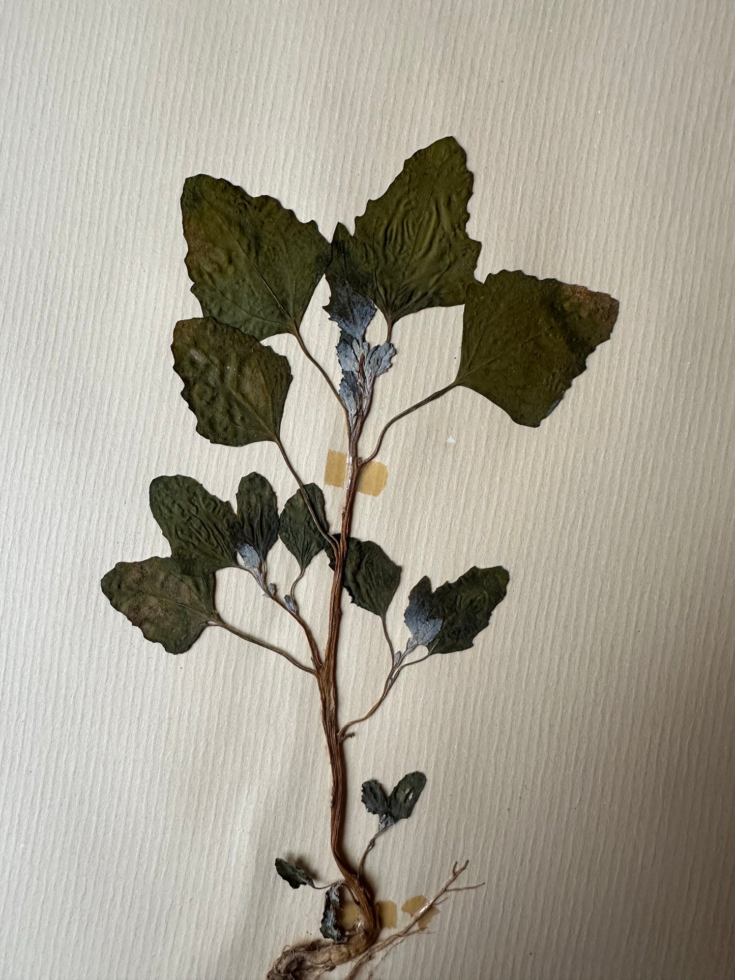 Herbier