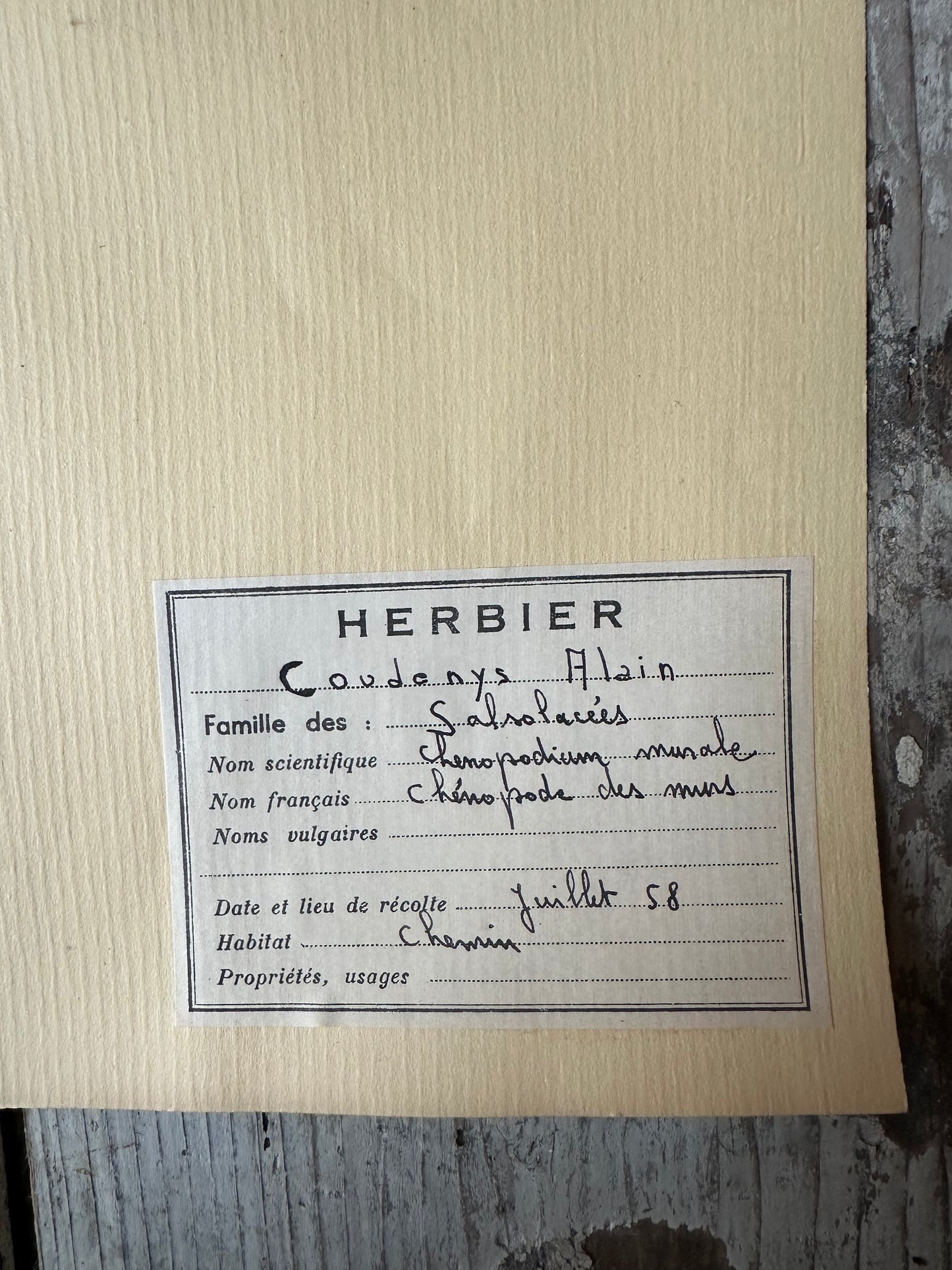 Herbier