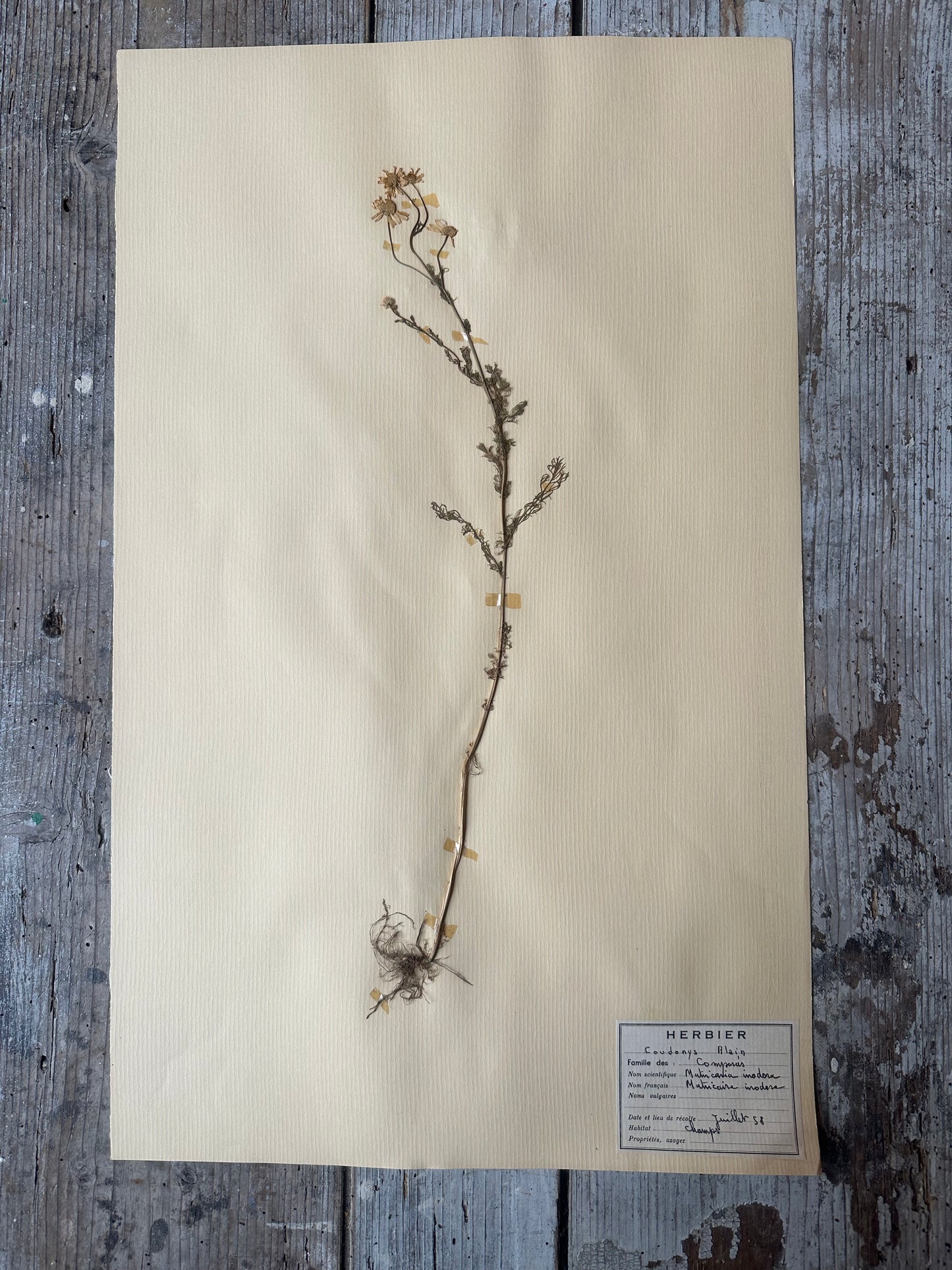 Herbier