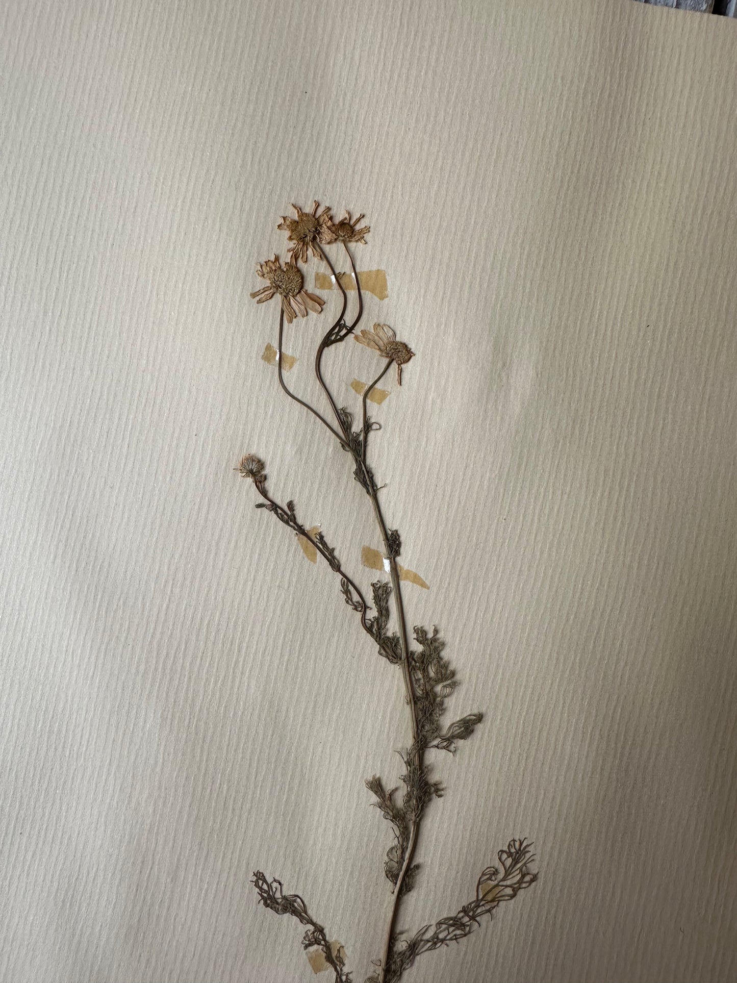 Herbier