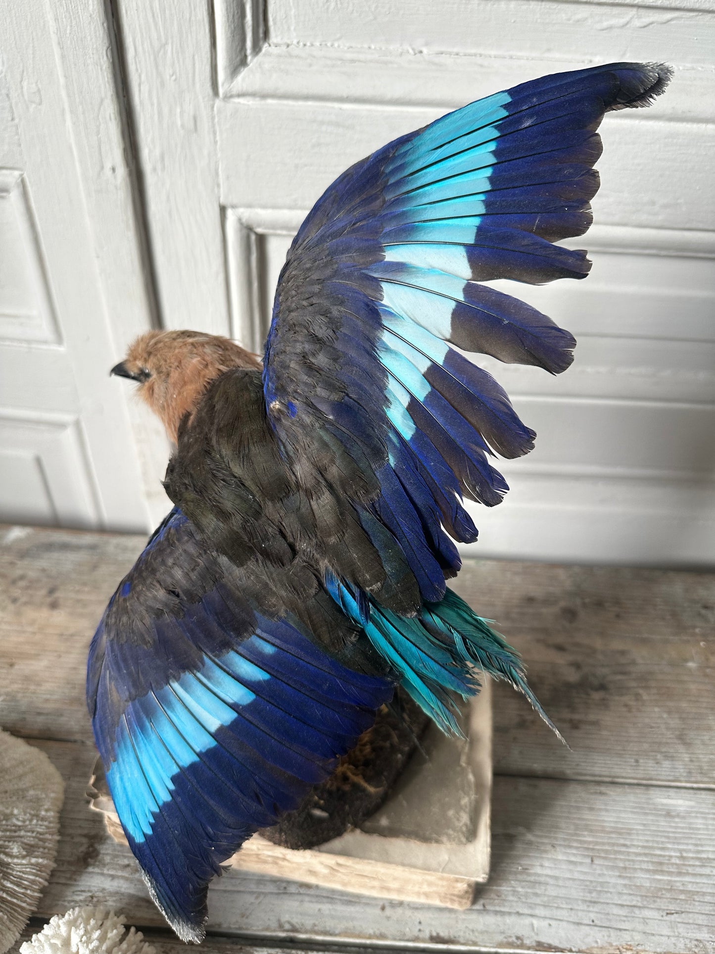 Rollier bleu