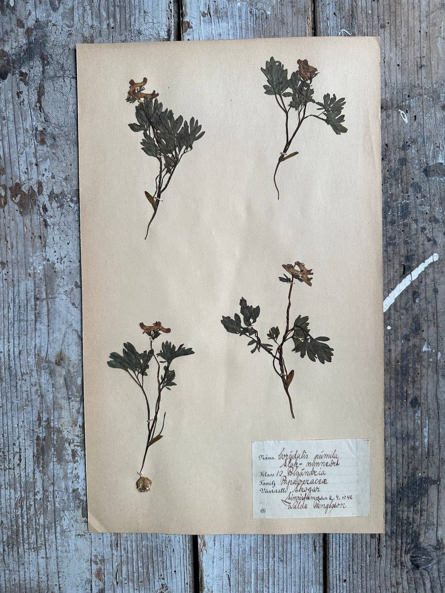 Herbier