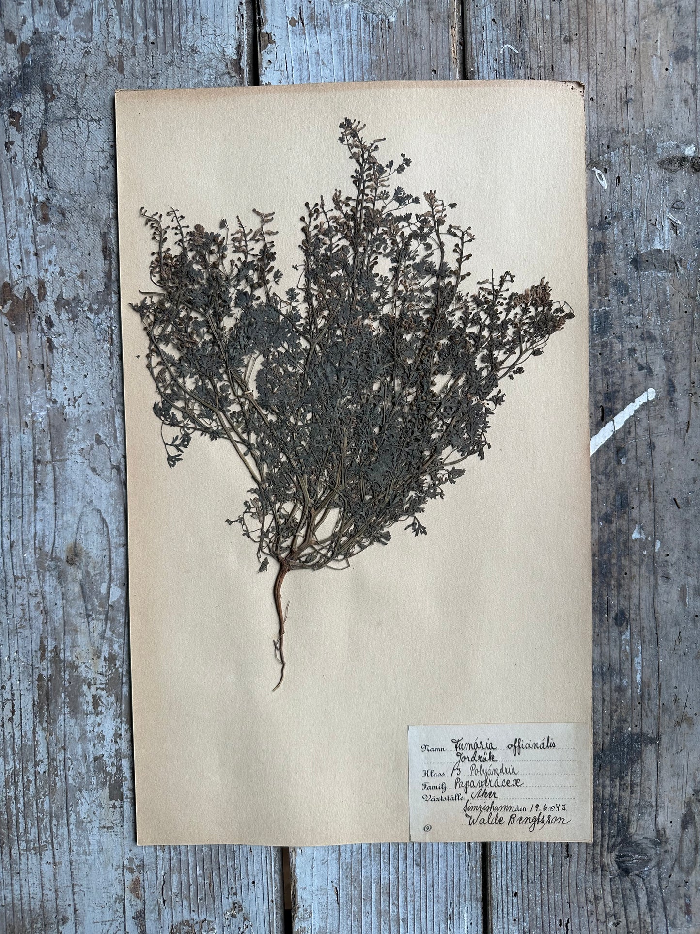 Herbier