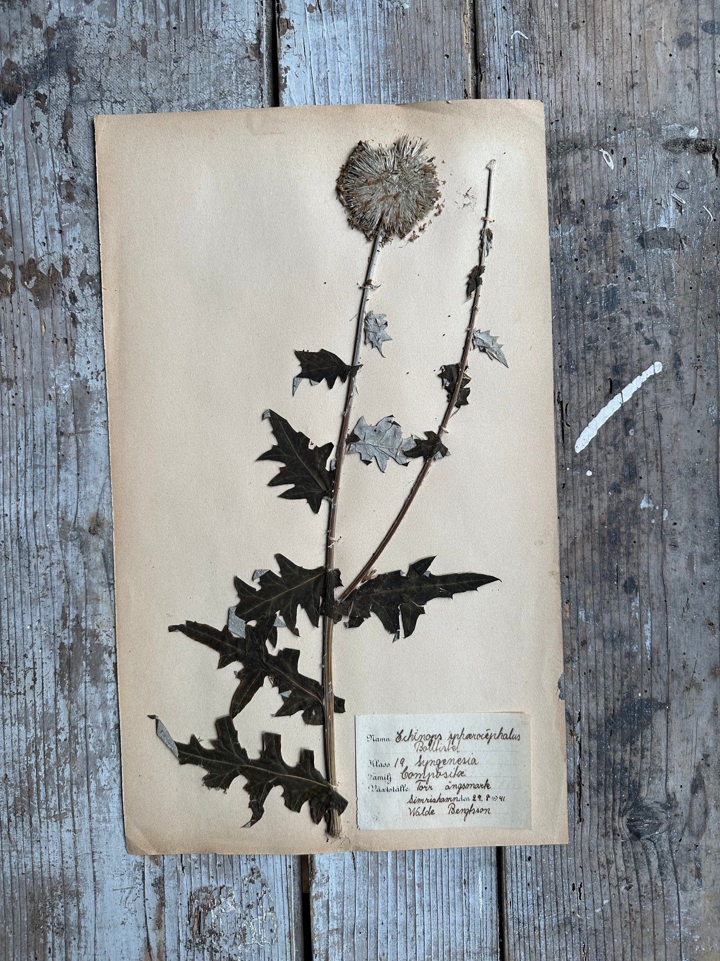 Herbier