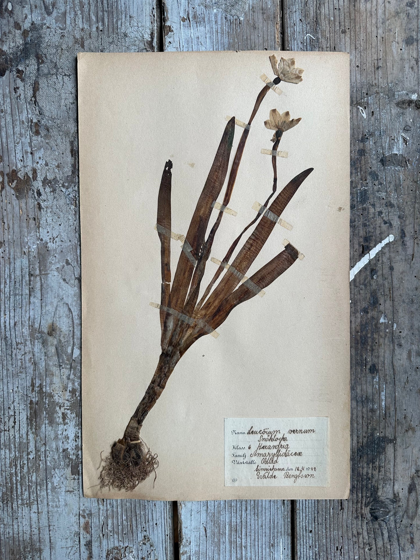 Herbier