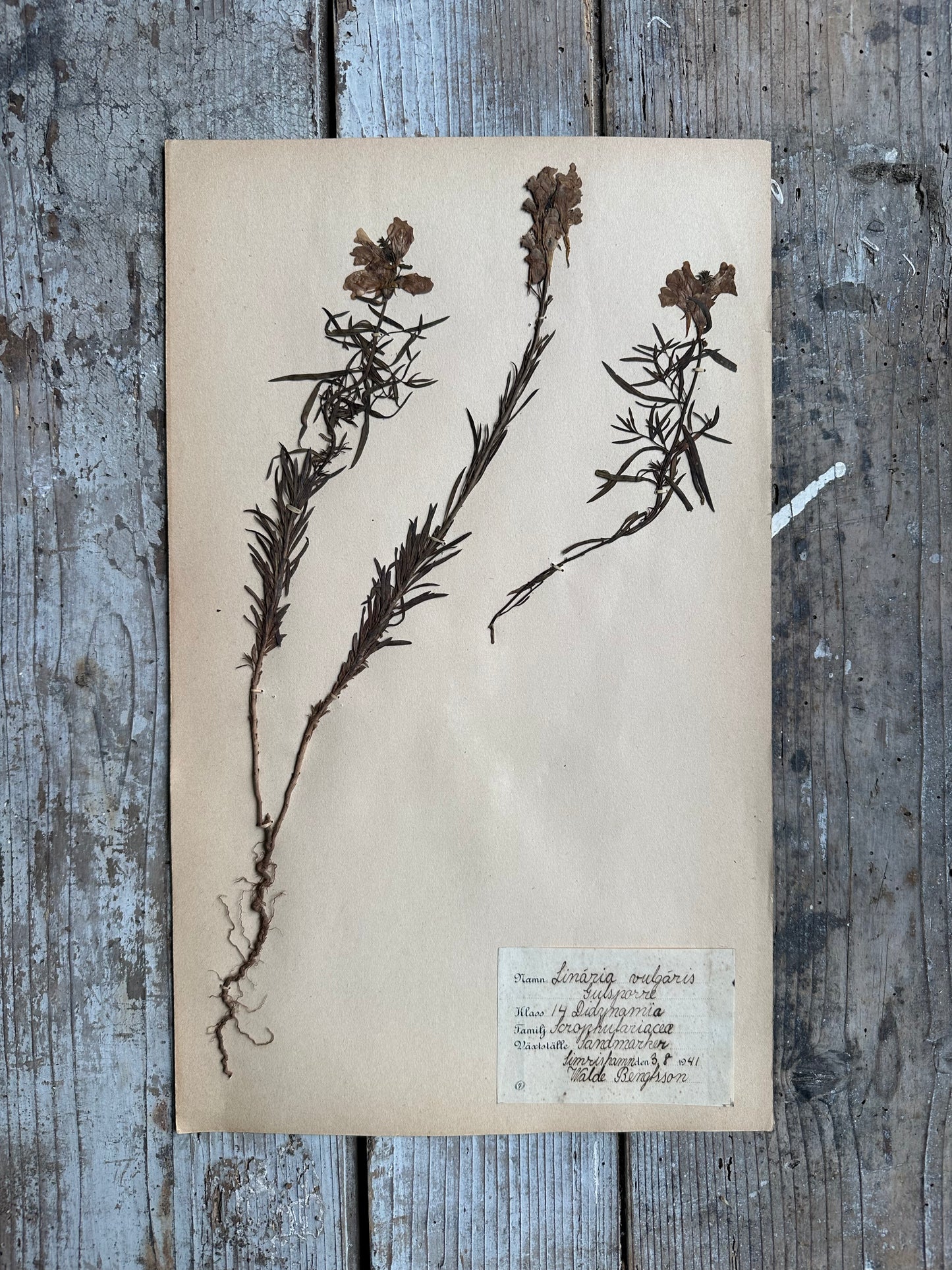 Herbier