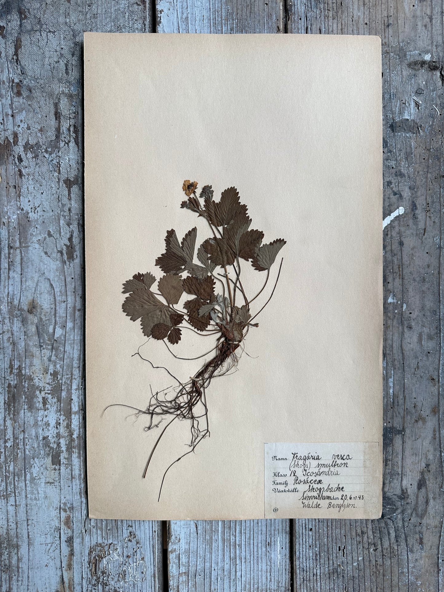 Herbier