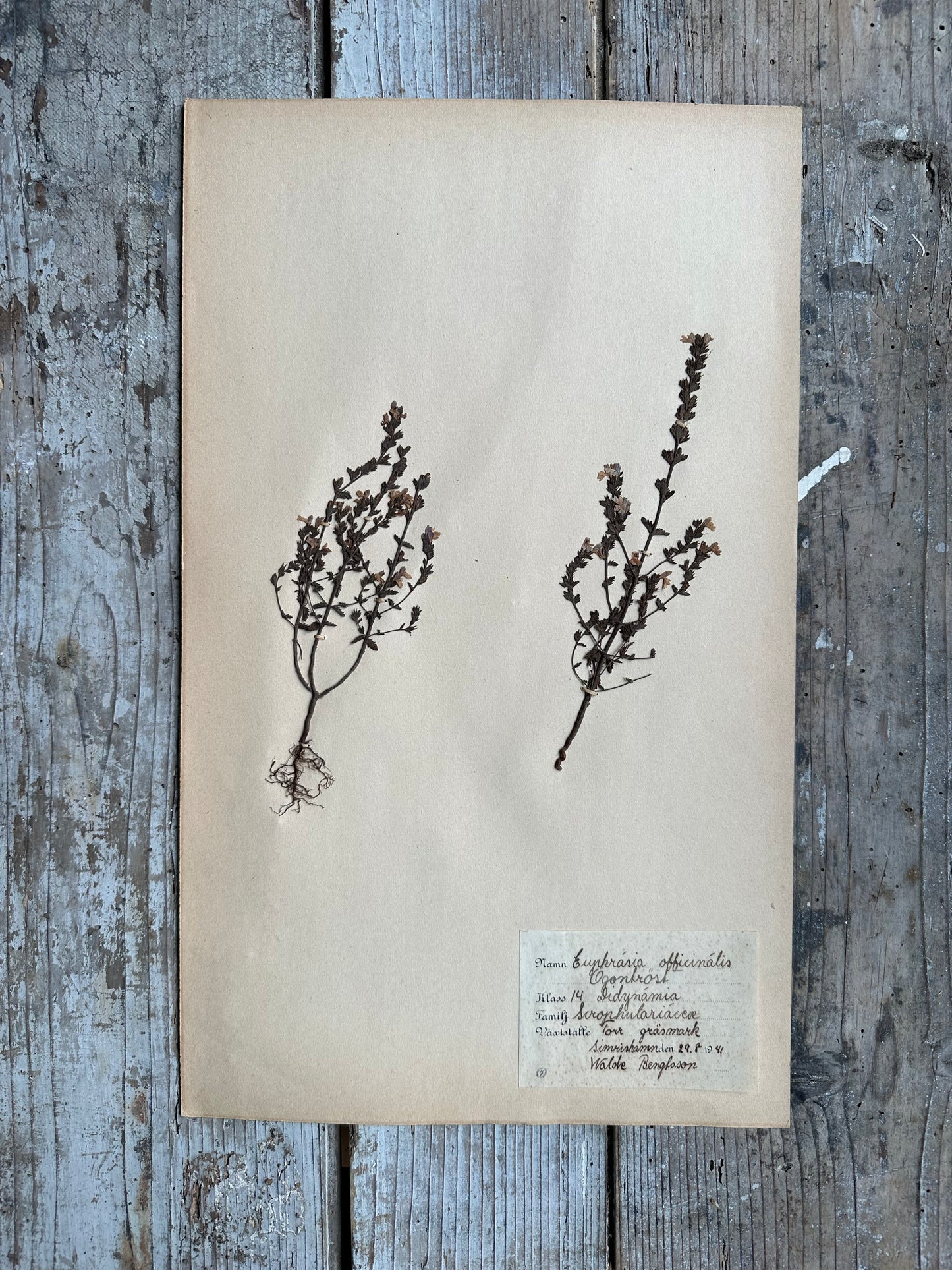 Herbier