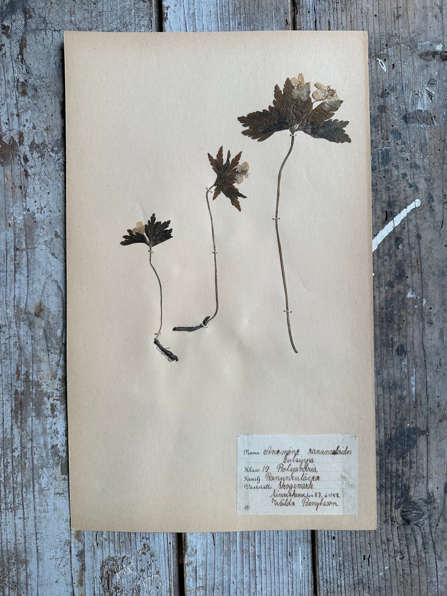 Herbier