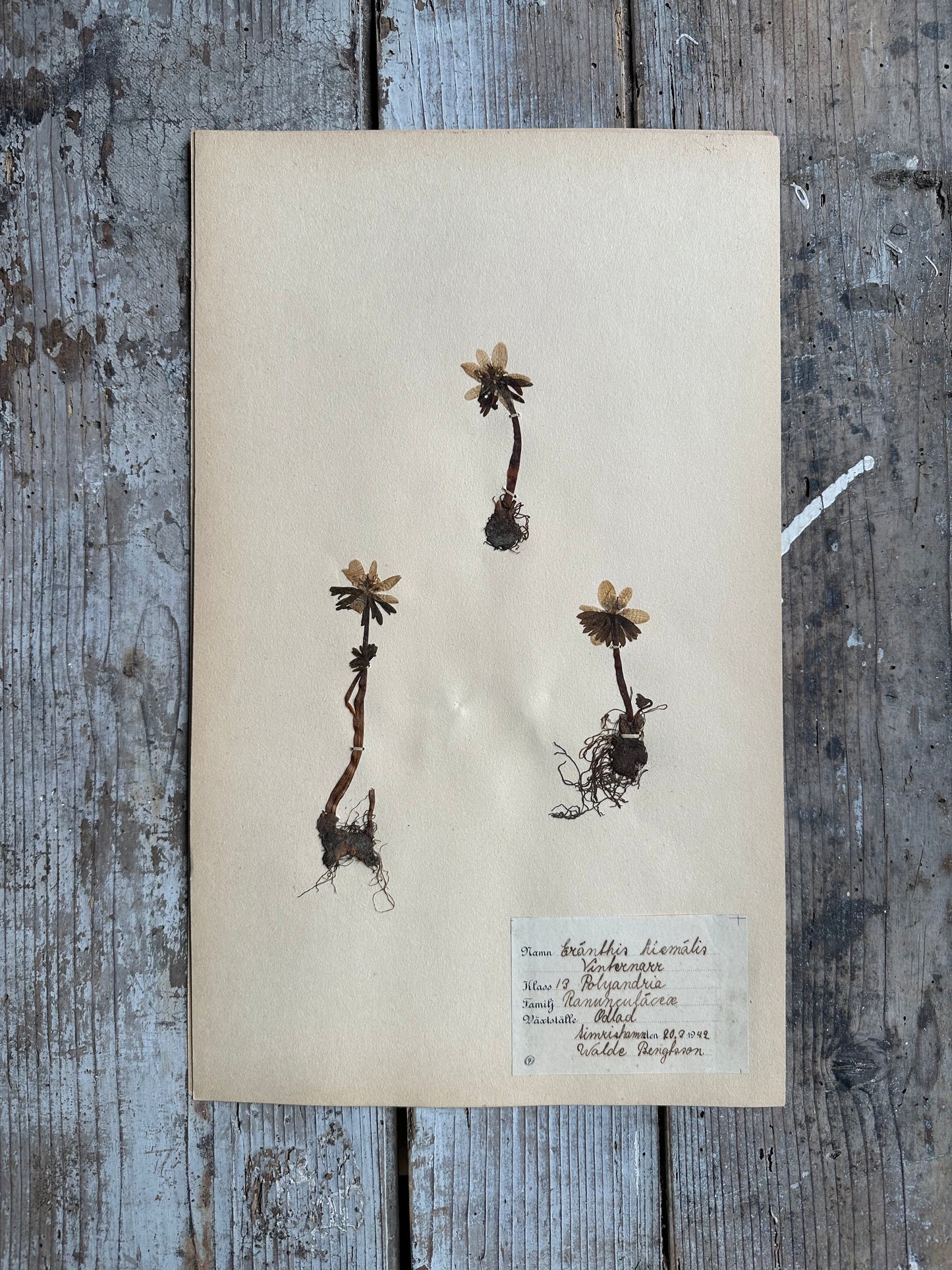 Herbier