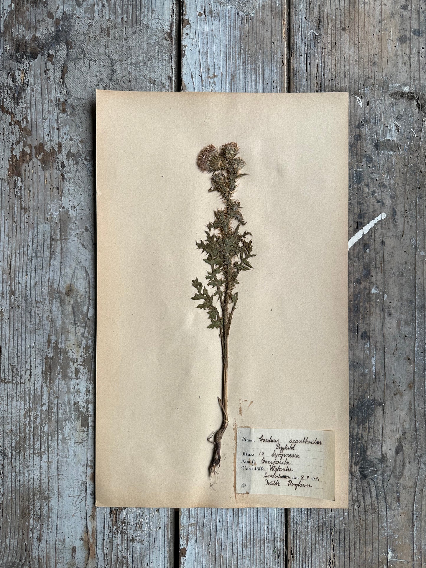 Herbier