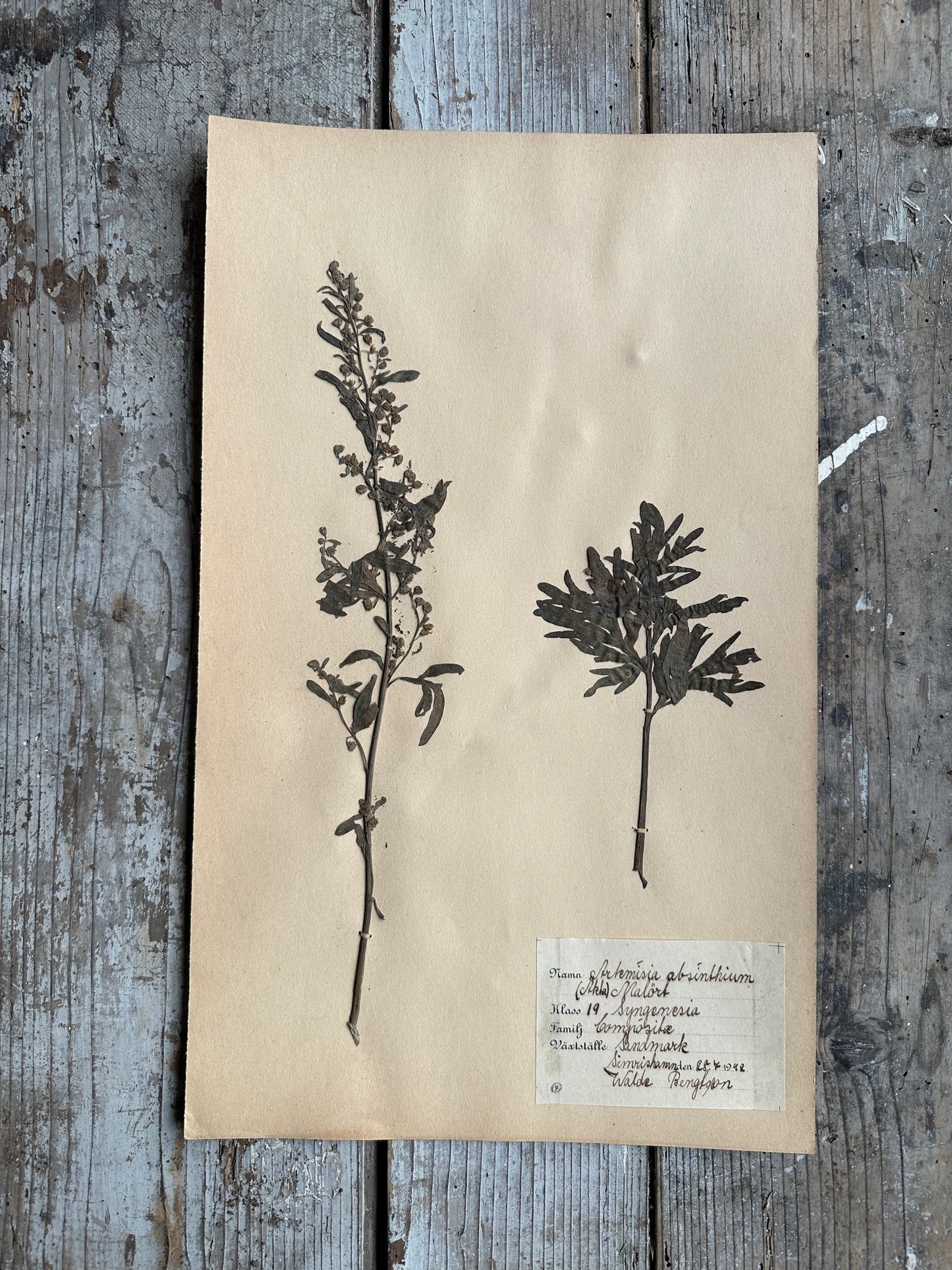 Herbier