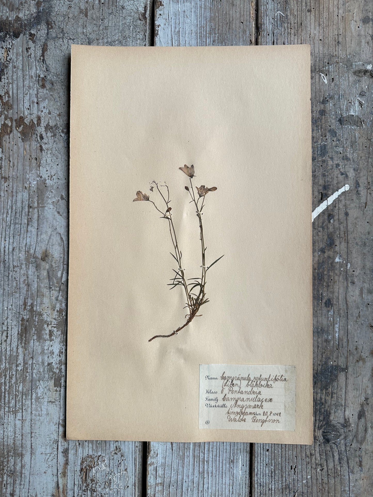 Herbier