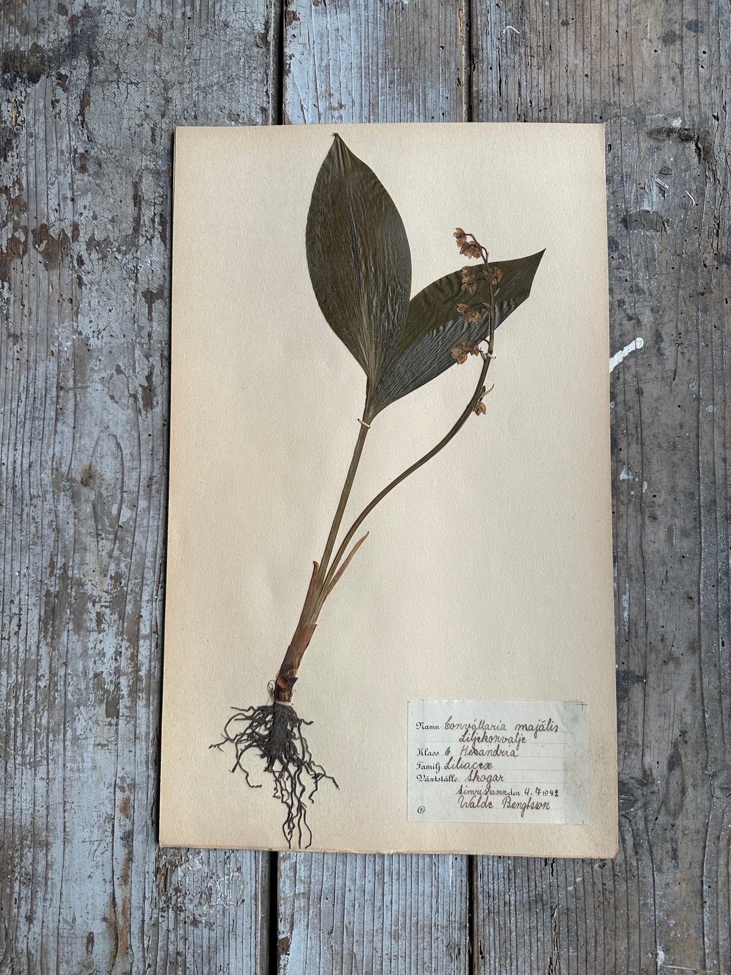 Herbier