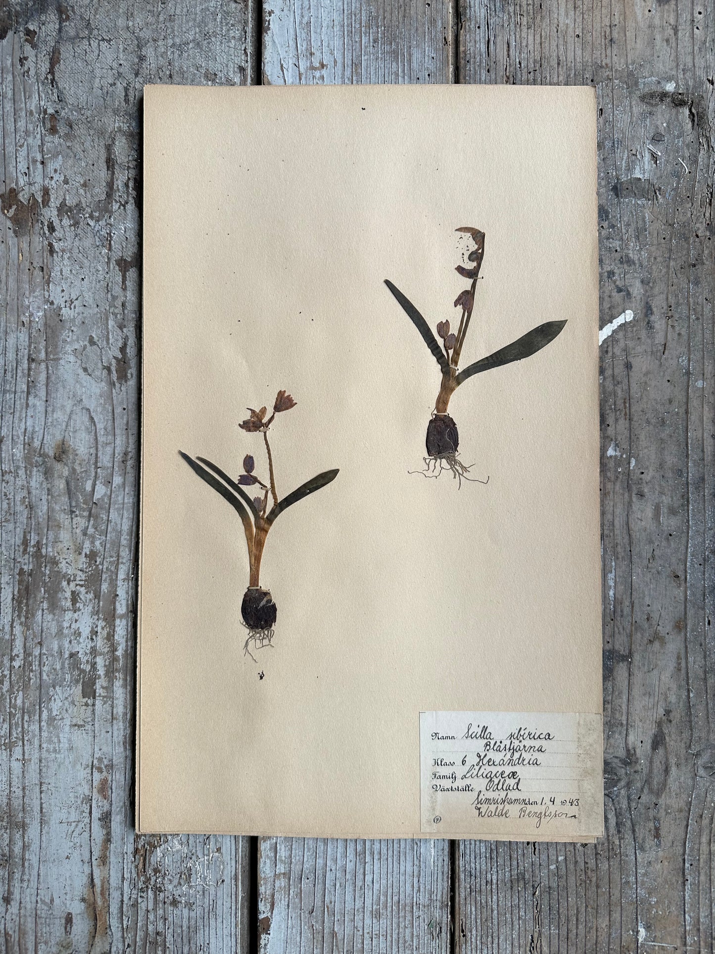 Herbier
