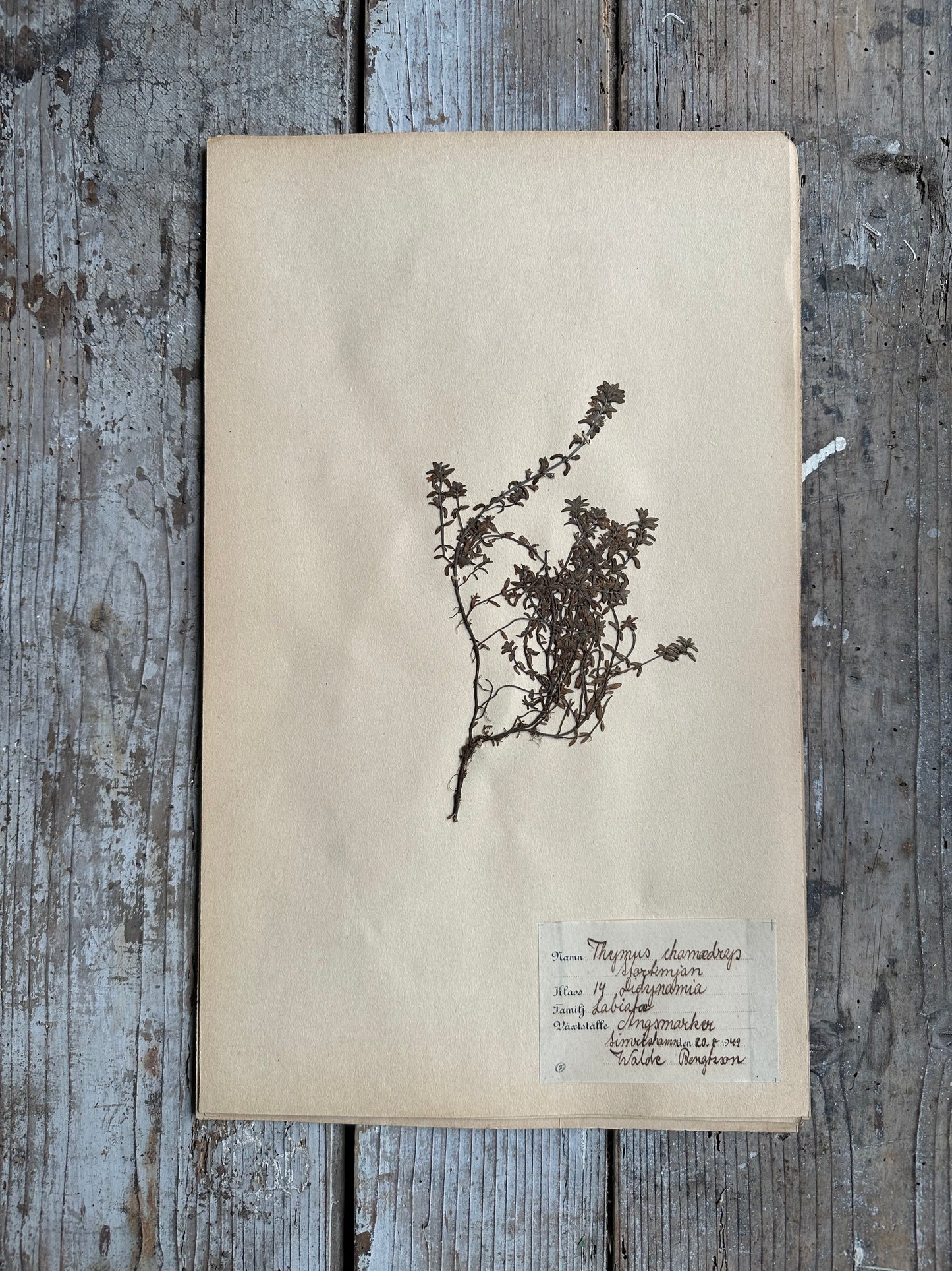 Herbier