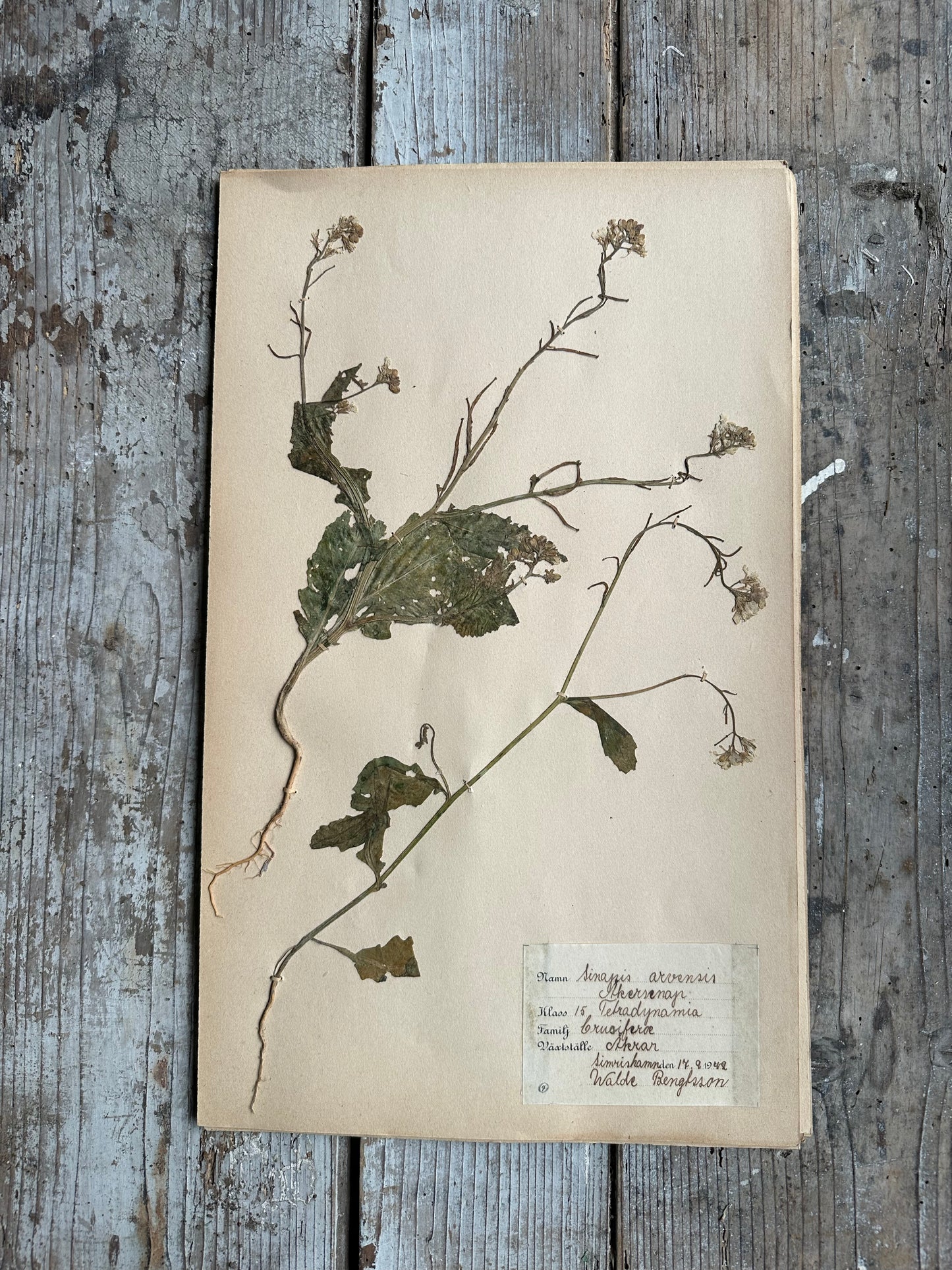 Herbier