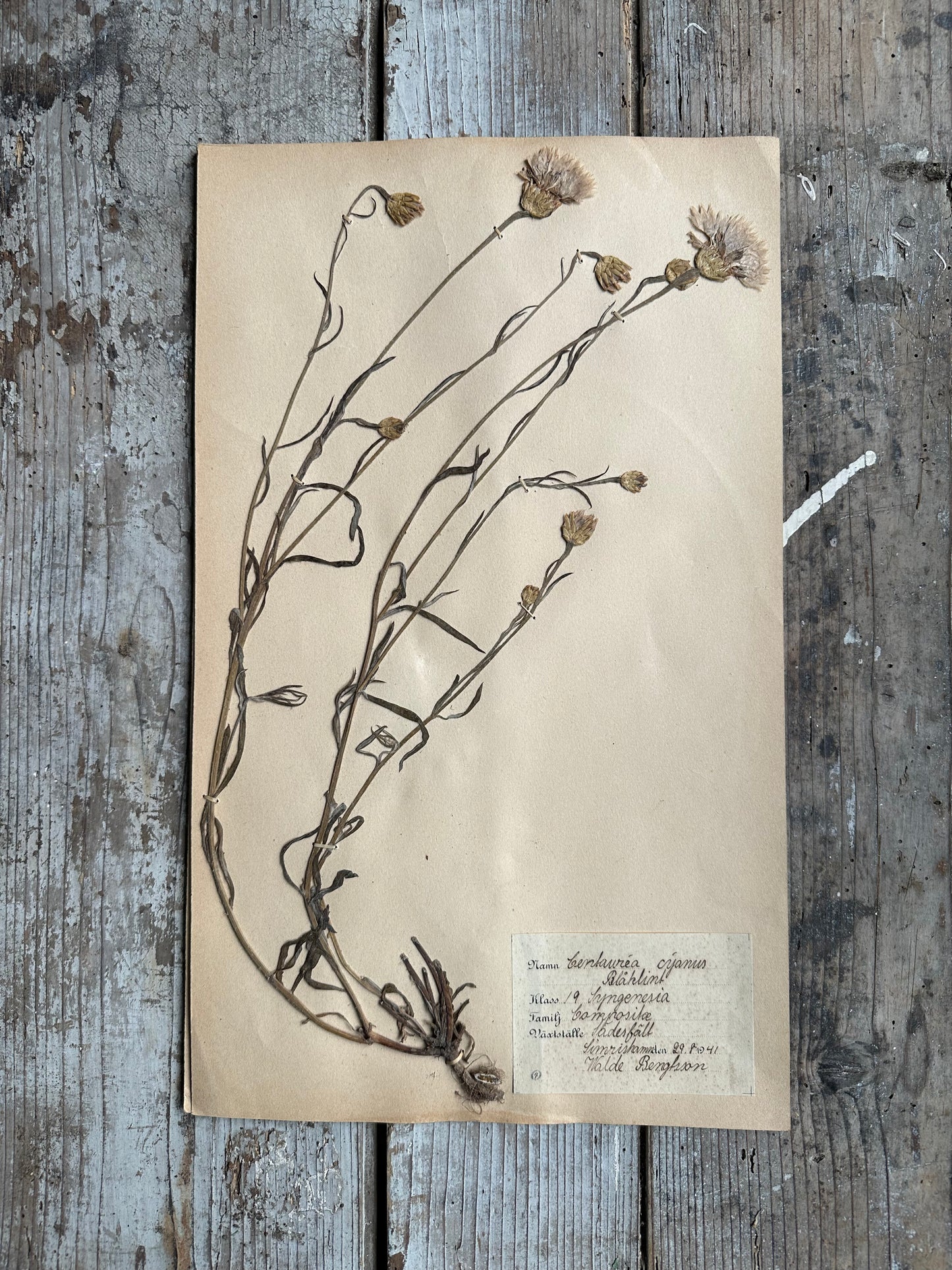 Herbier