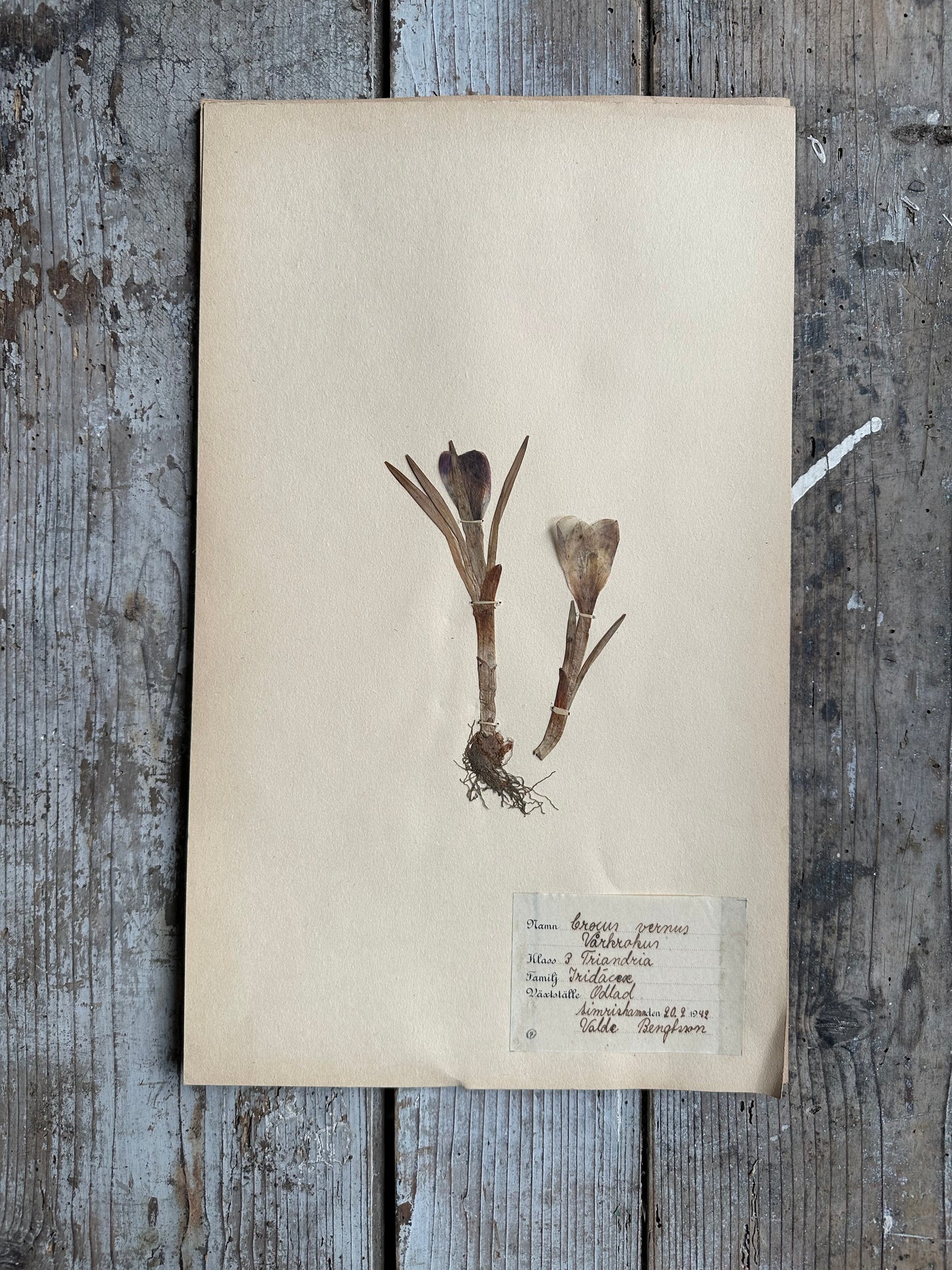 Herbier