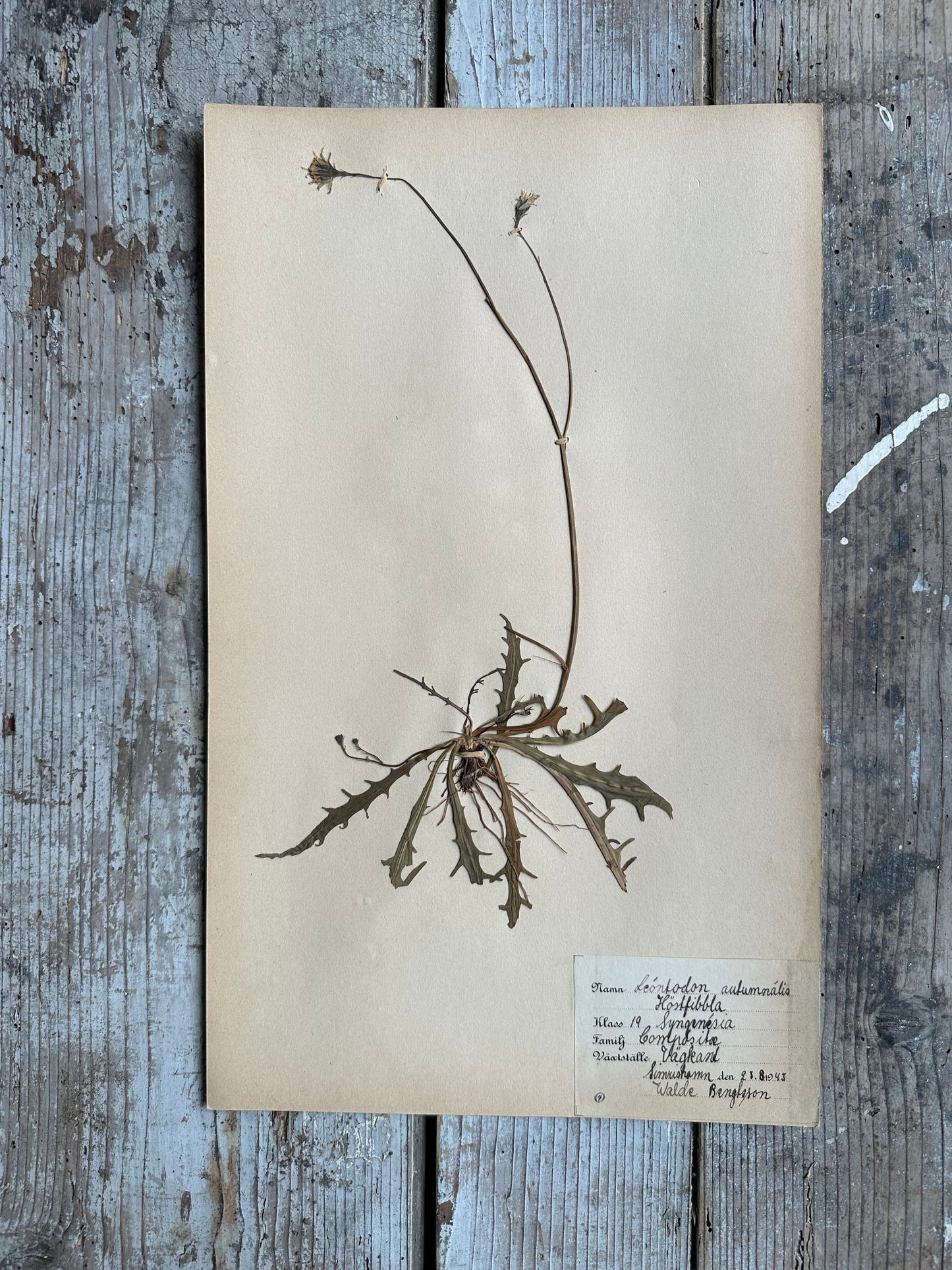 Herbier
