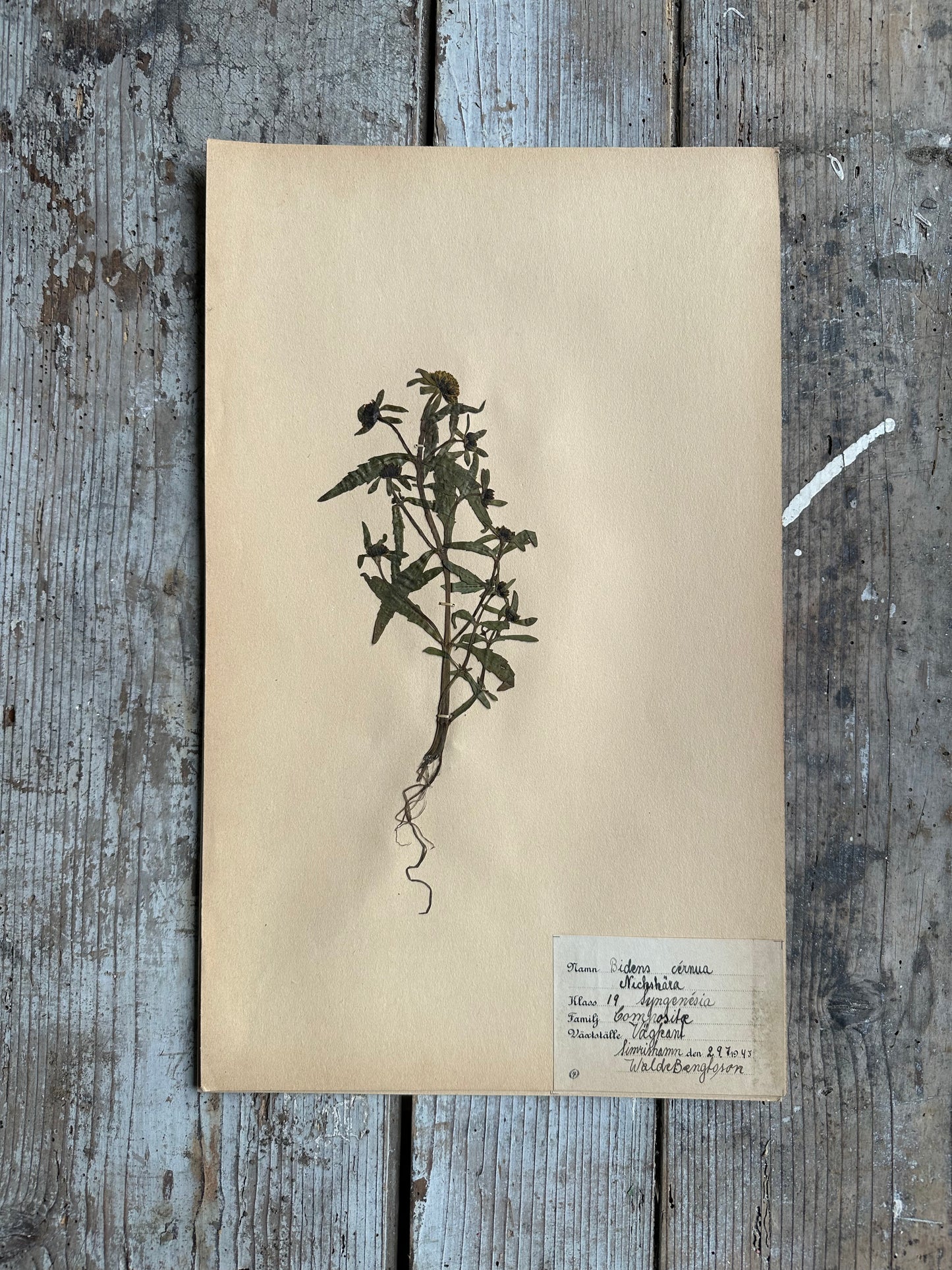Herbier