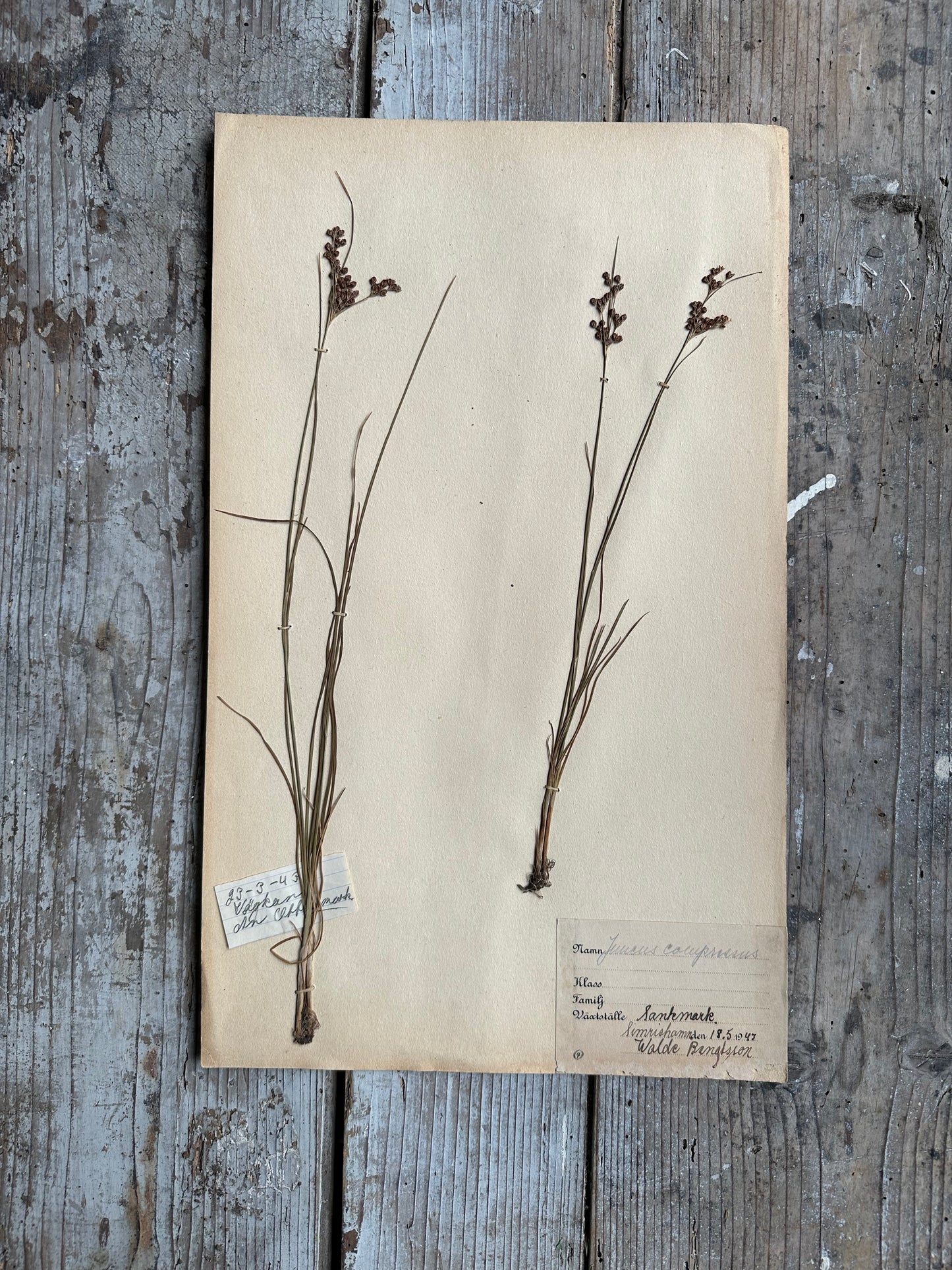 Herbier
