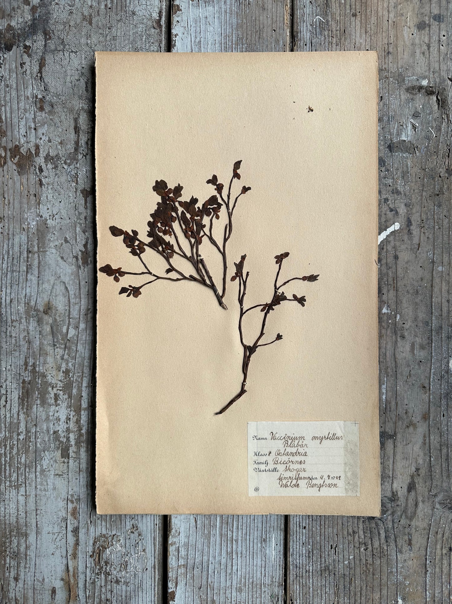 Herbier