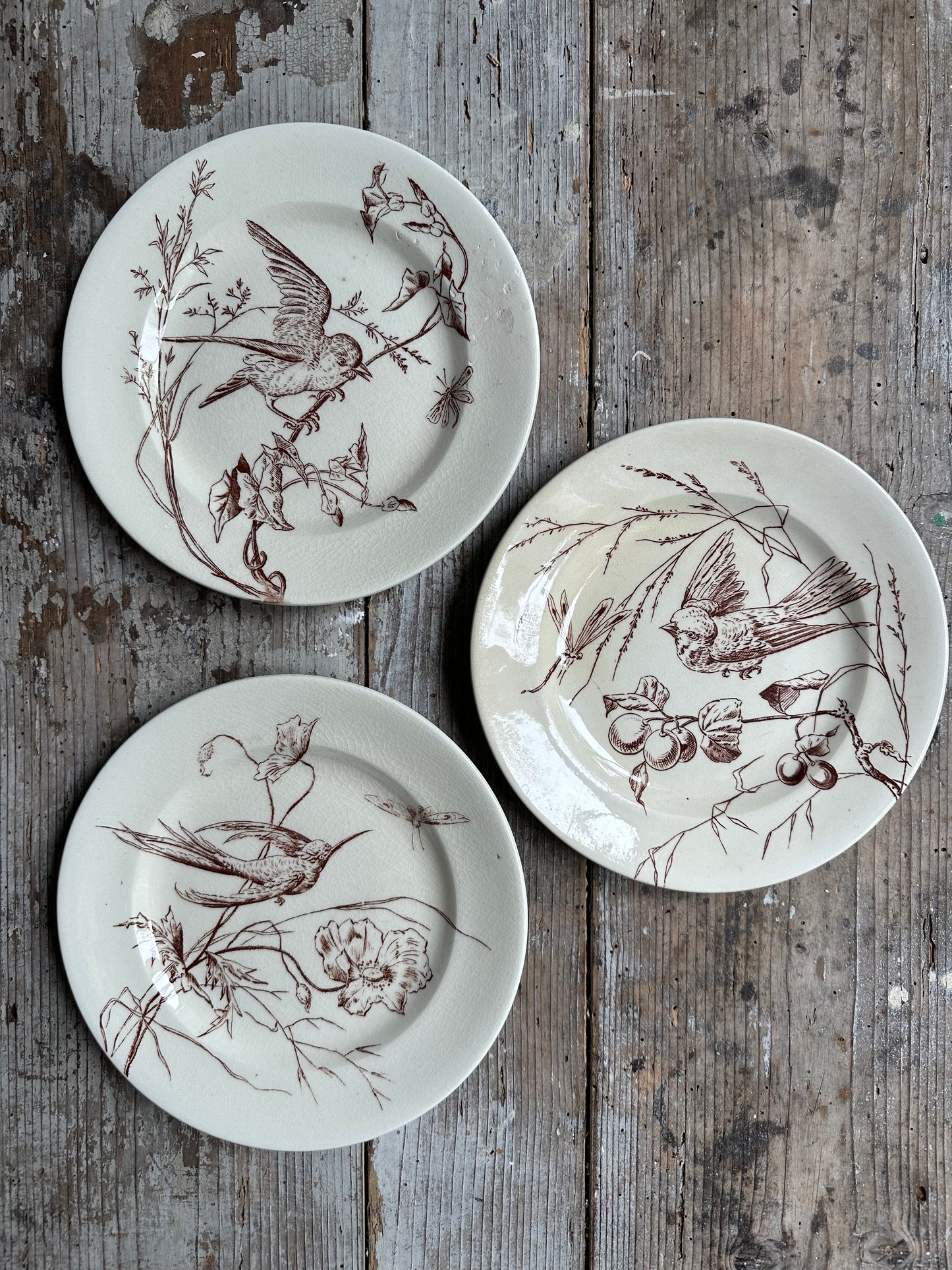 Les oiseaux
