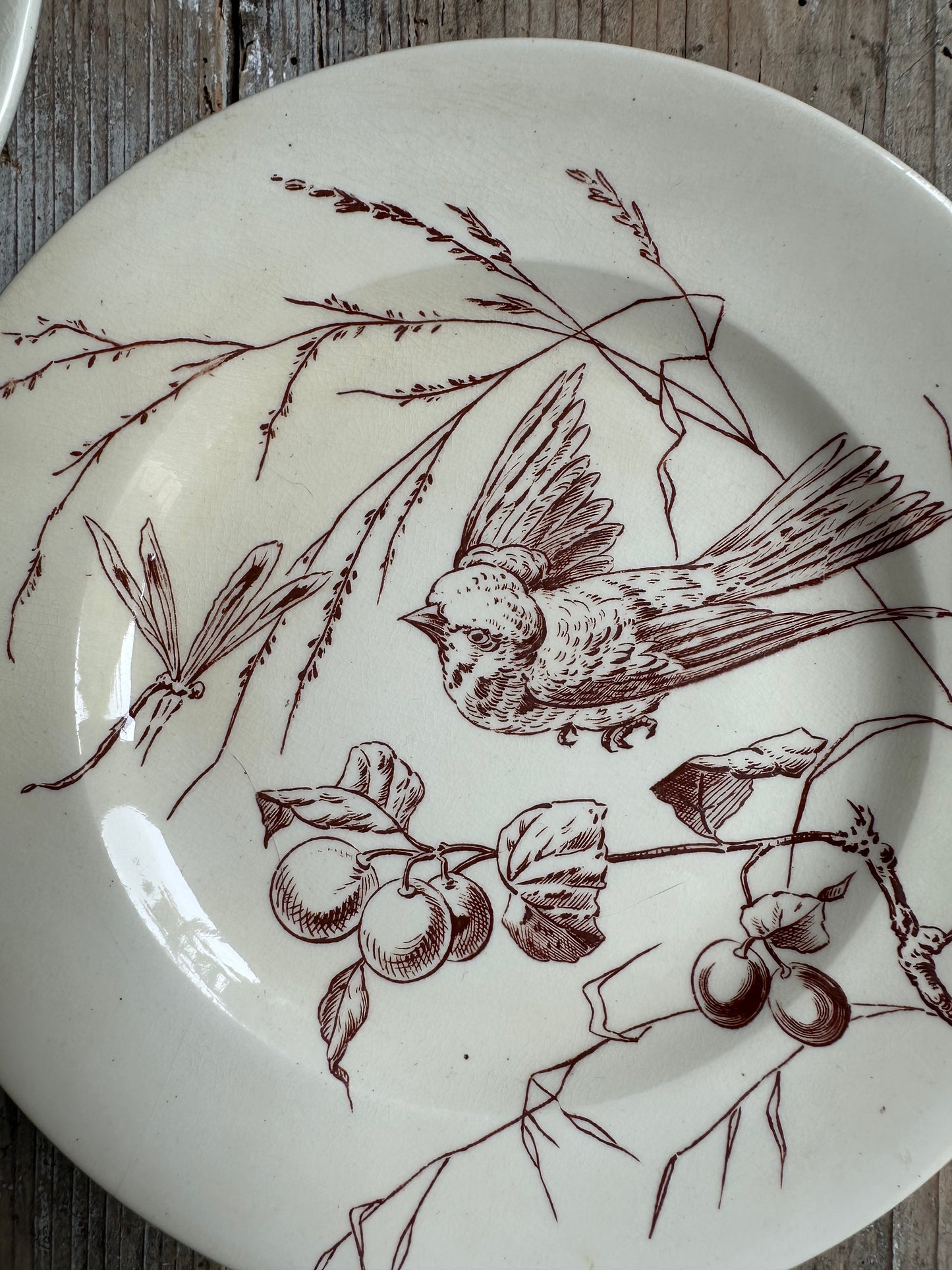 Les oiseaux