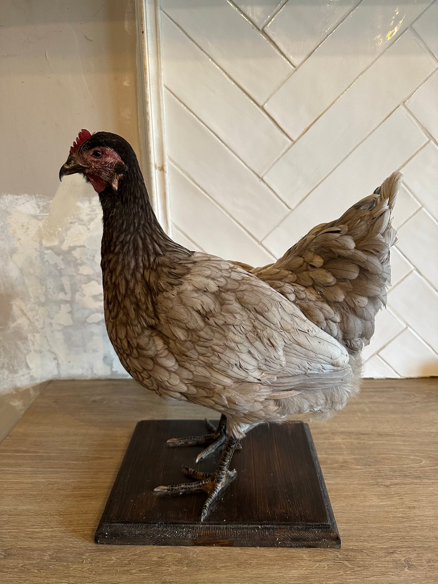 Poule grise
