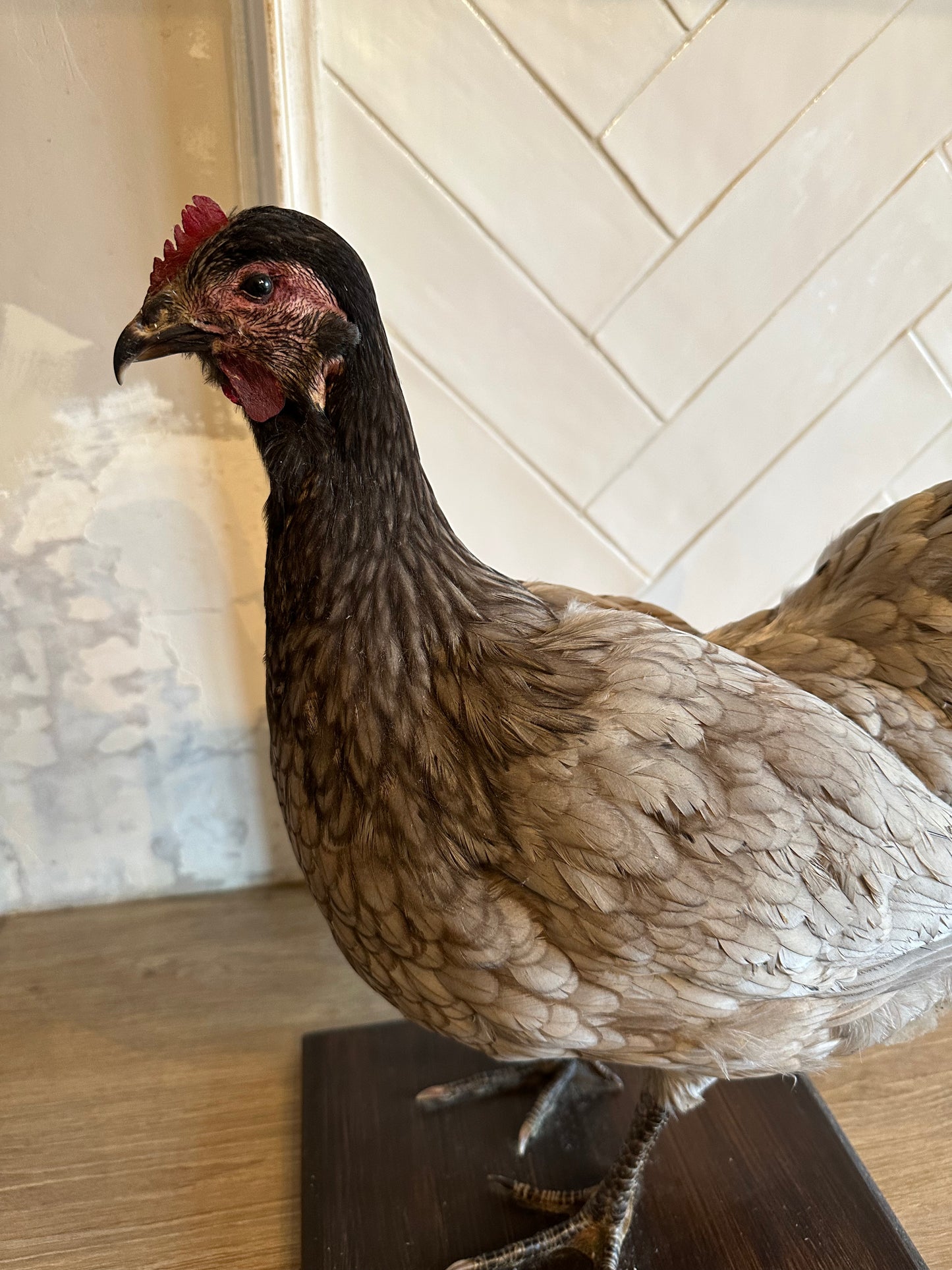 Poule grise