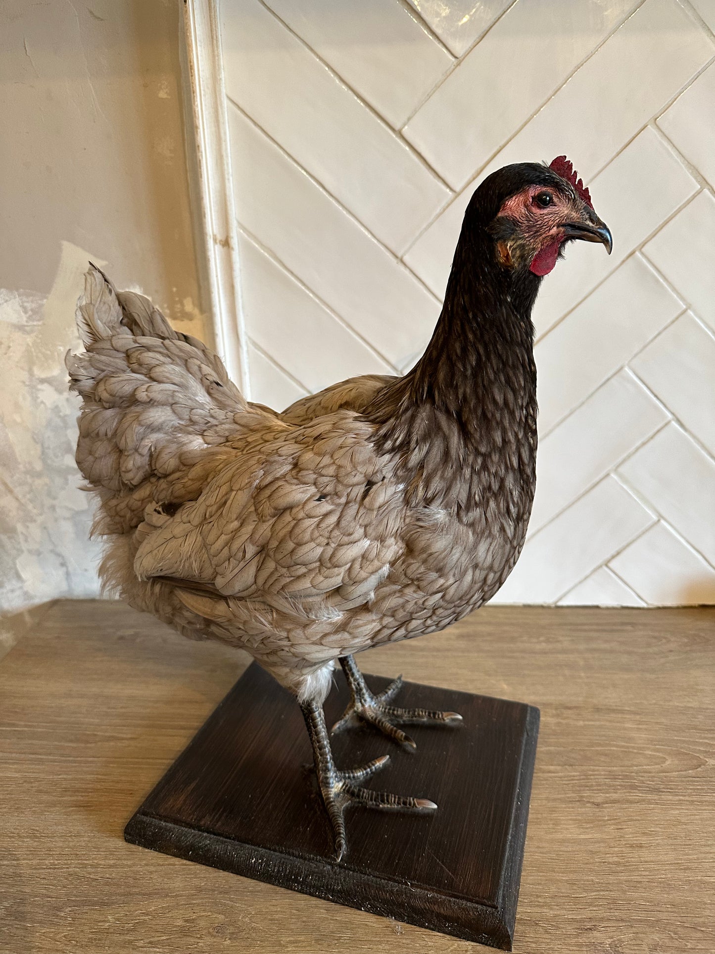 Poule grise