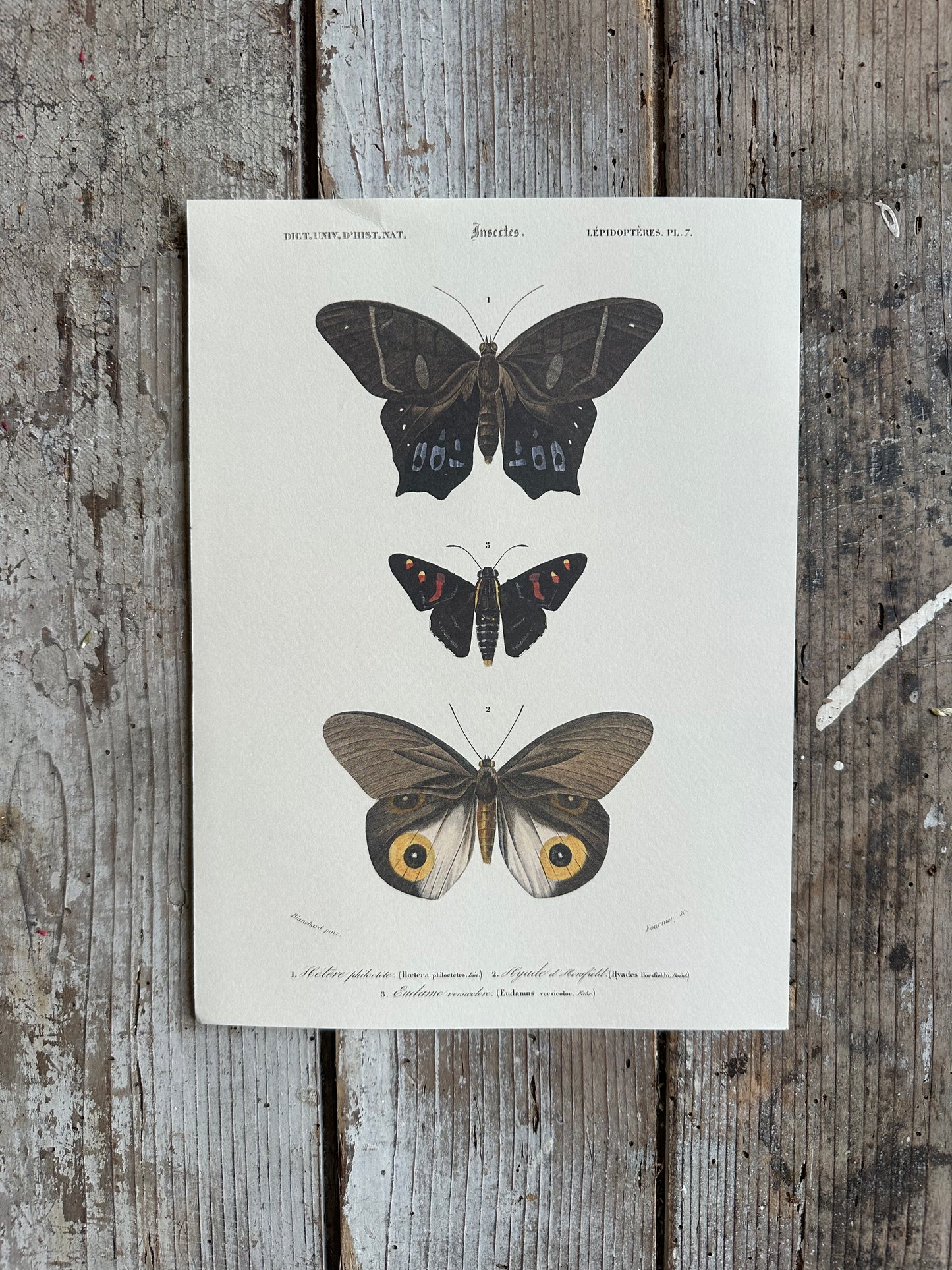 Planche papillon