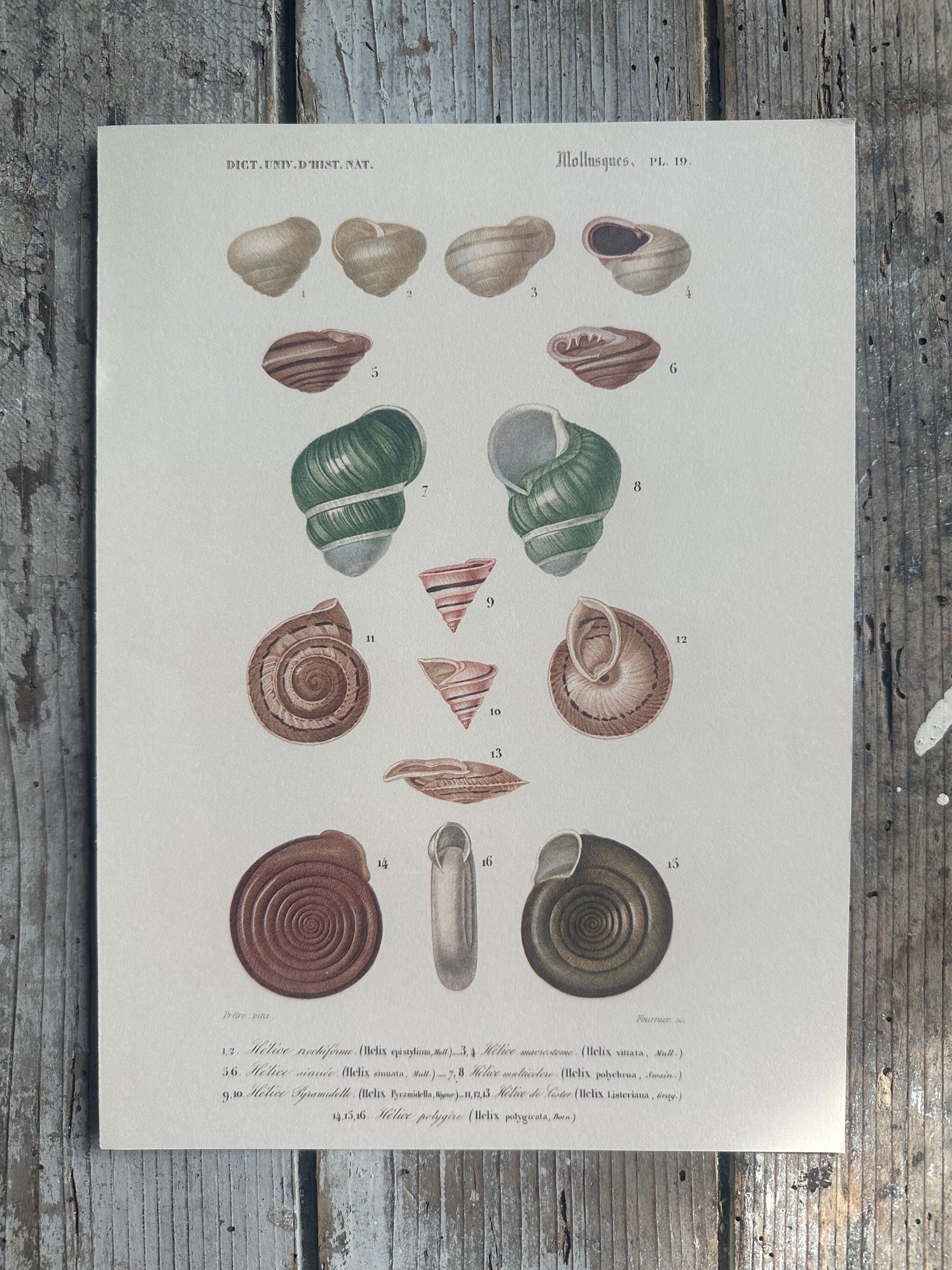 Planche coquillages