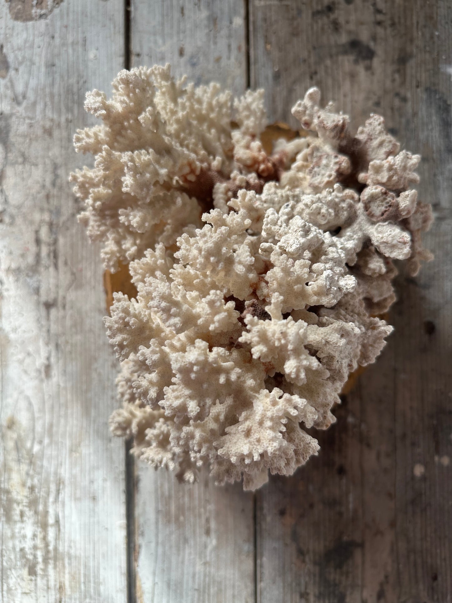 Corail sur socle