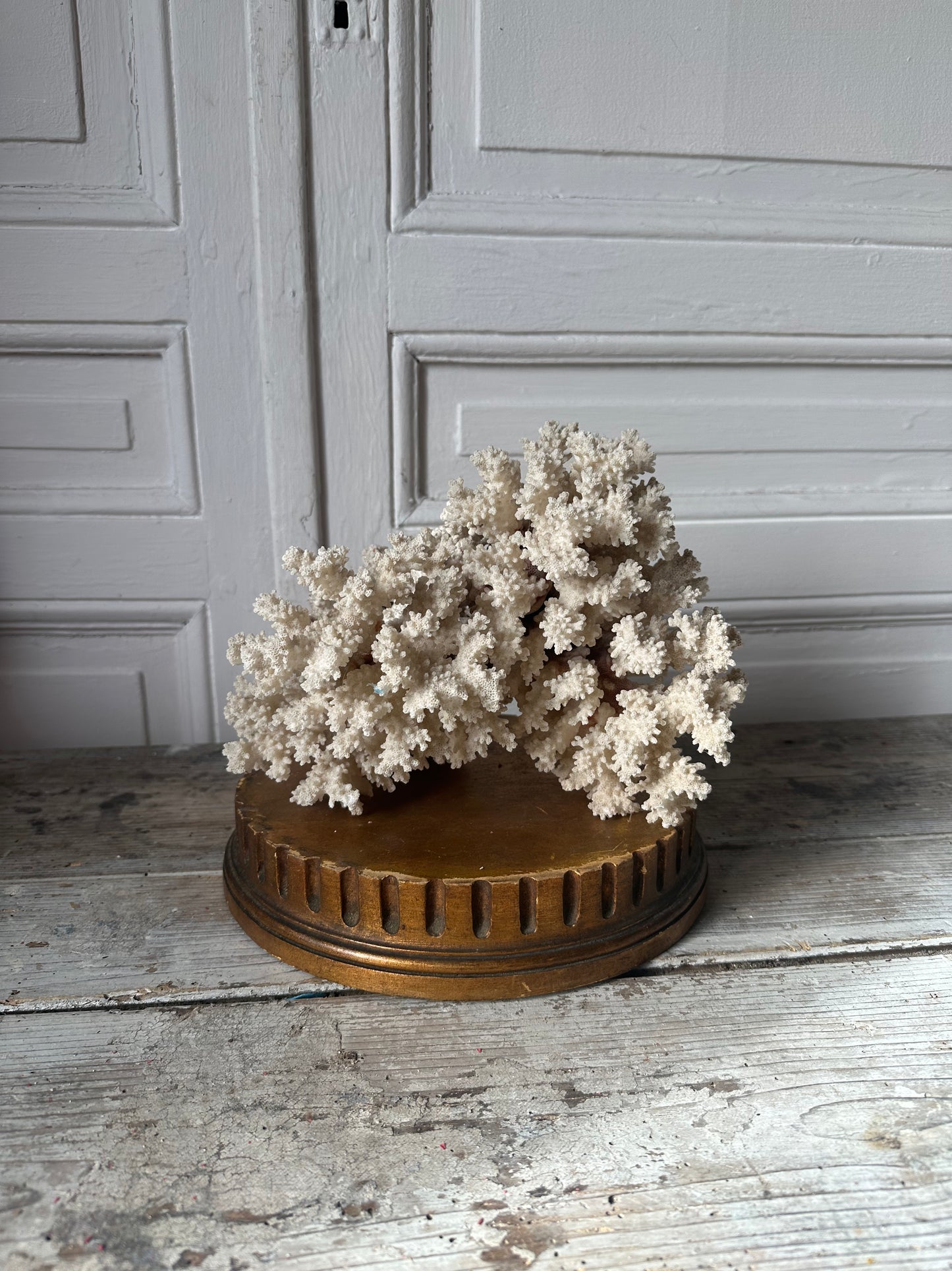 Corail sur socle