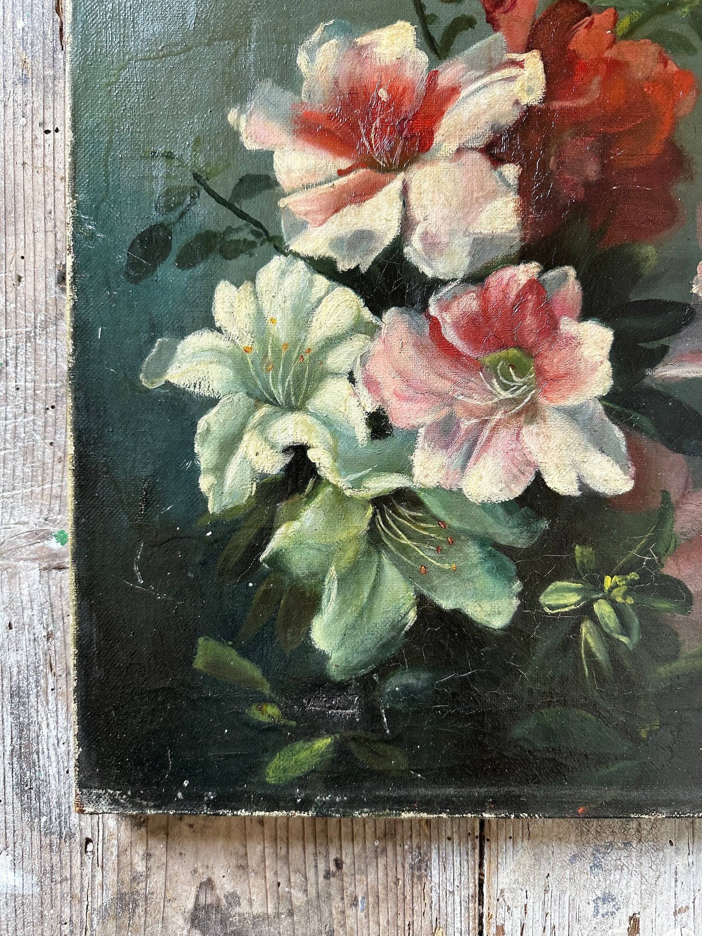 Hibiscus