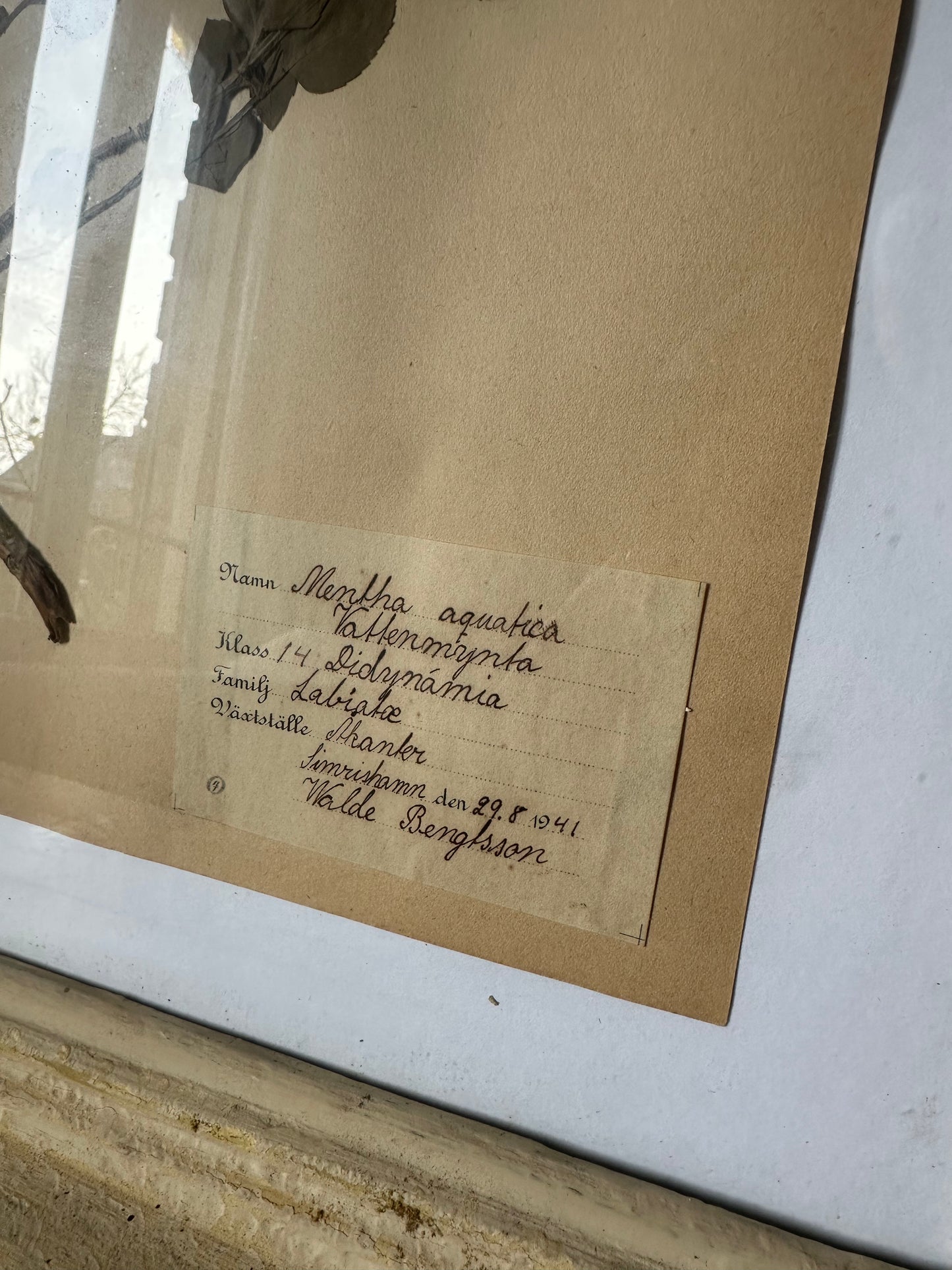 Herbier encadré
